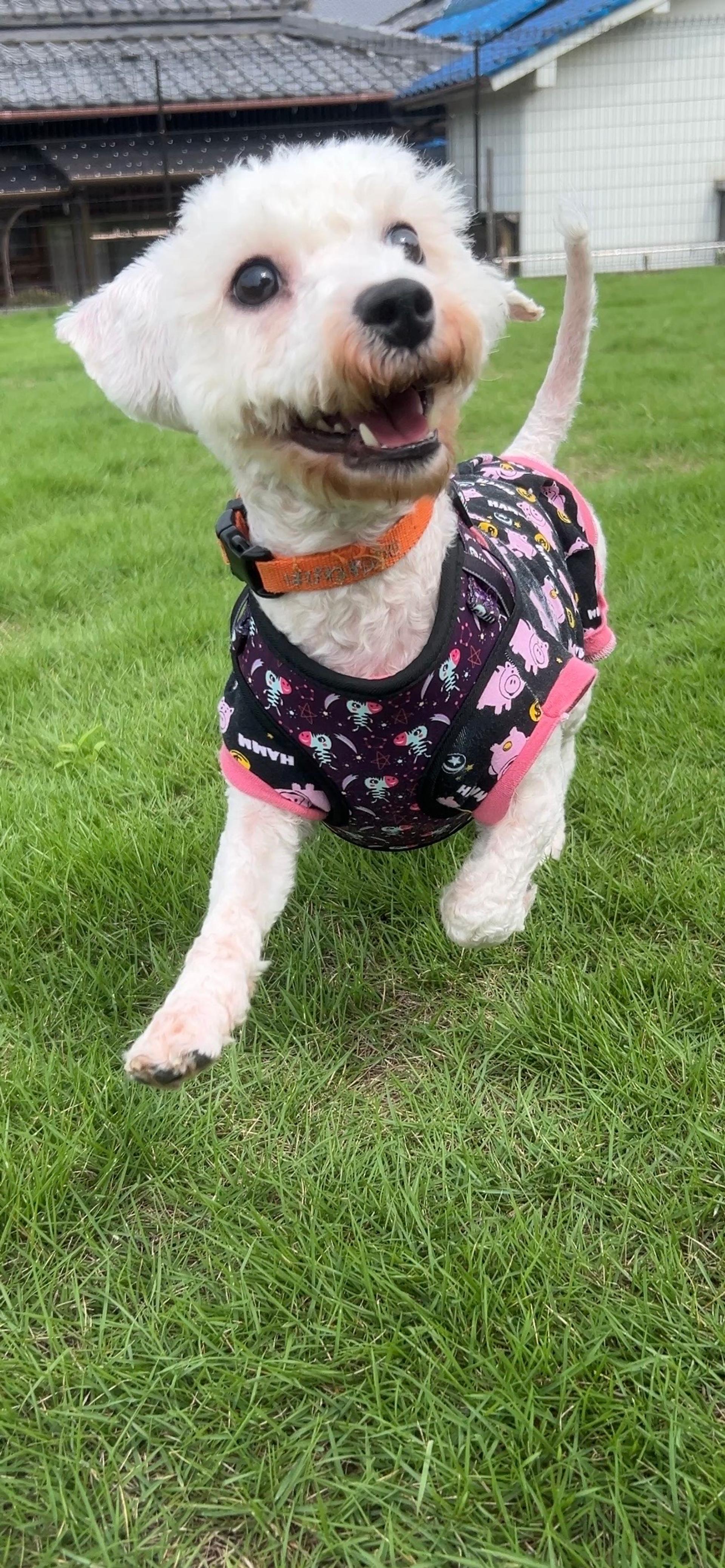 pet-image-4