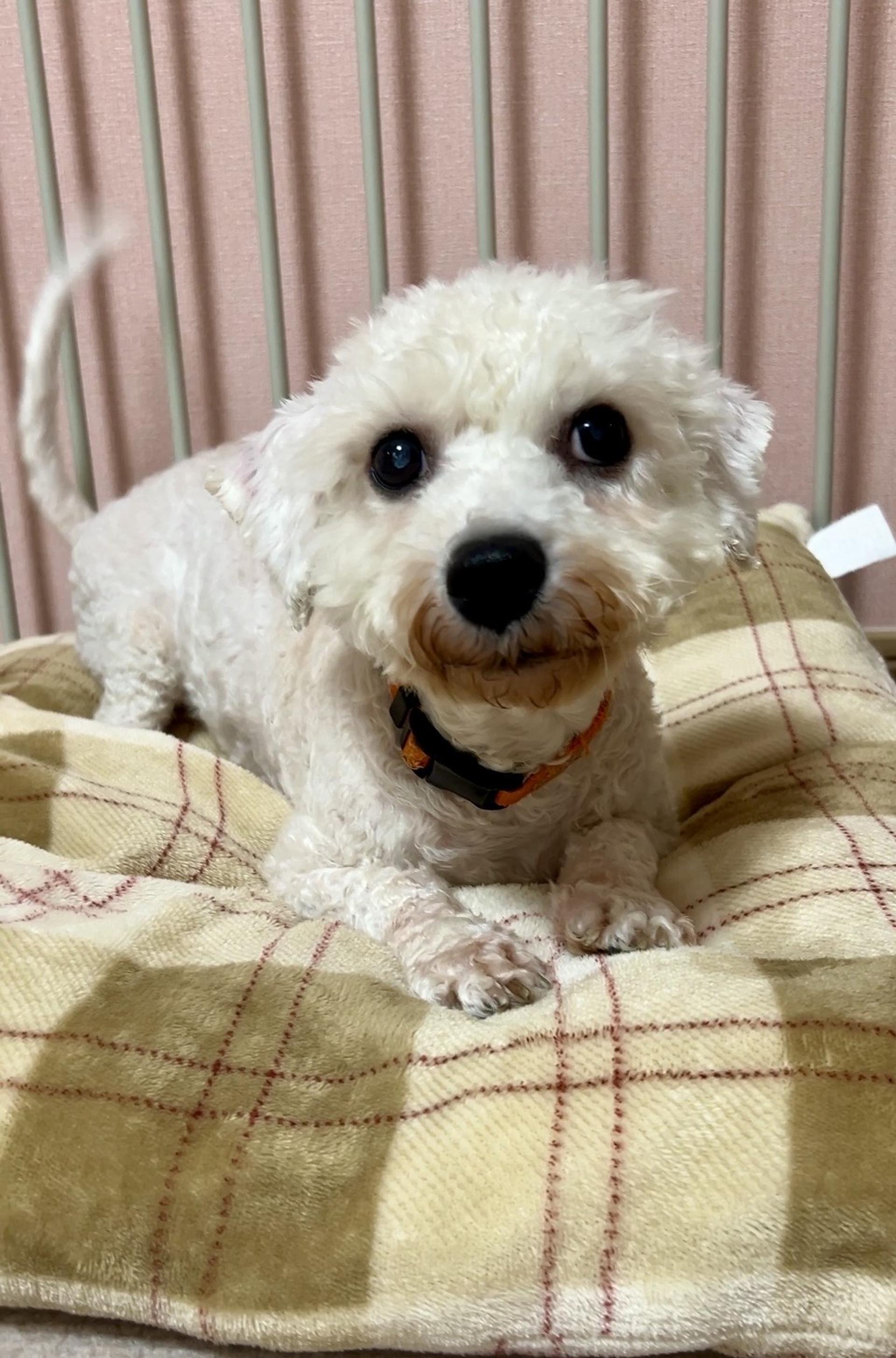 pet-image-6