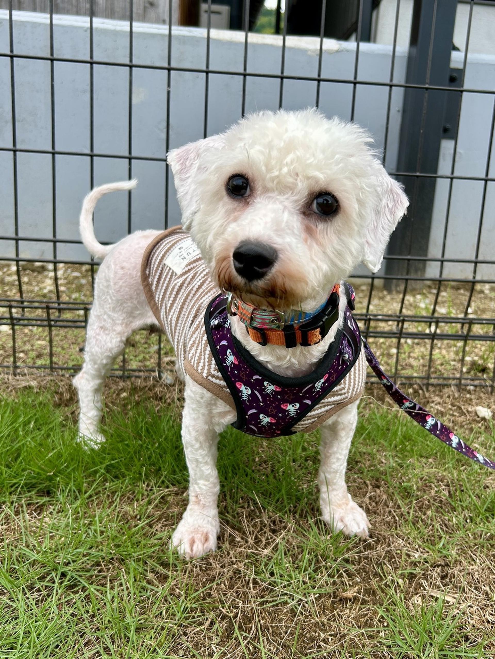 pet-image-8