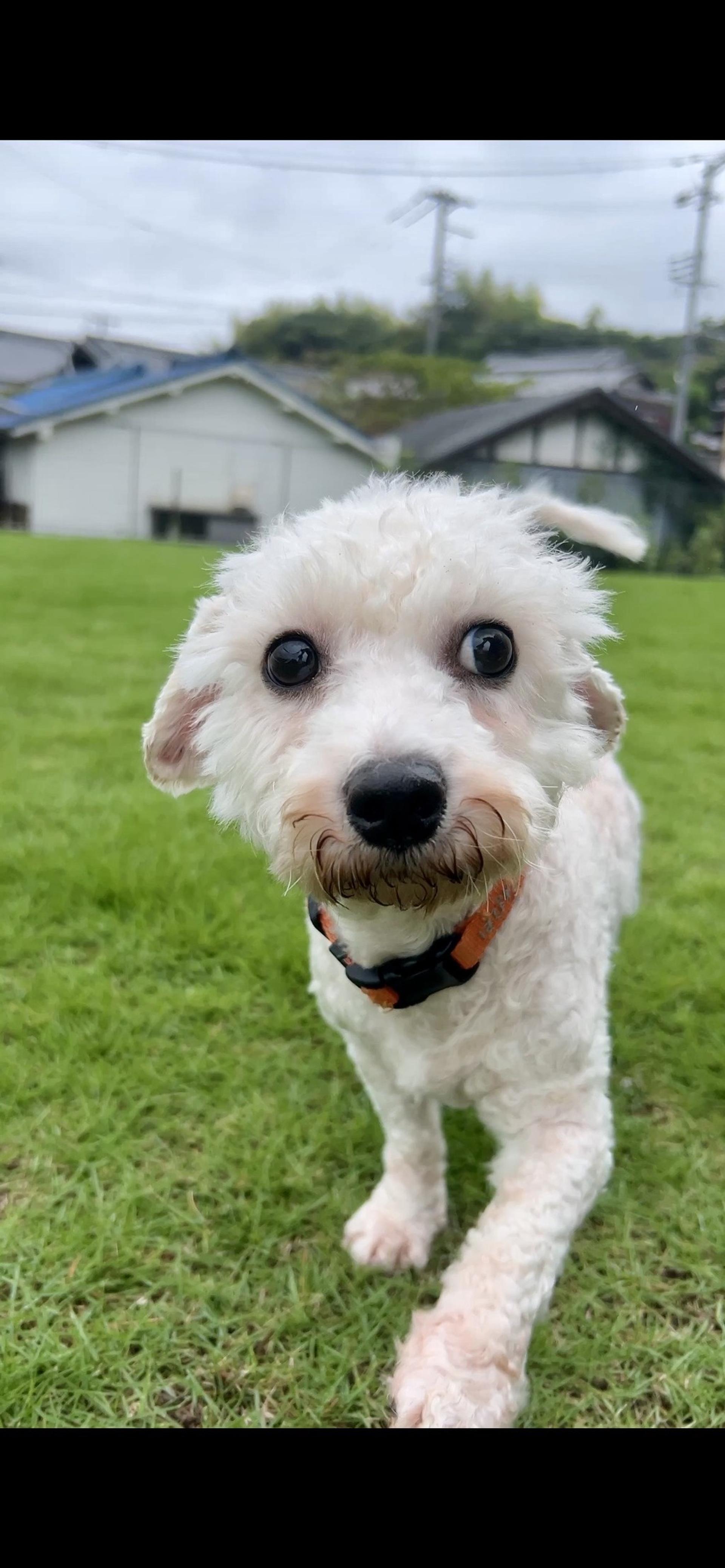 pet-image-9