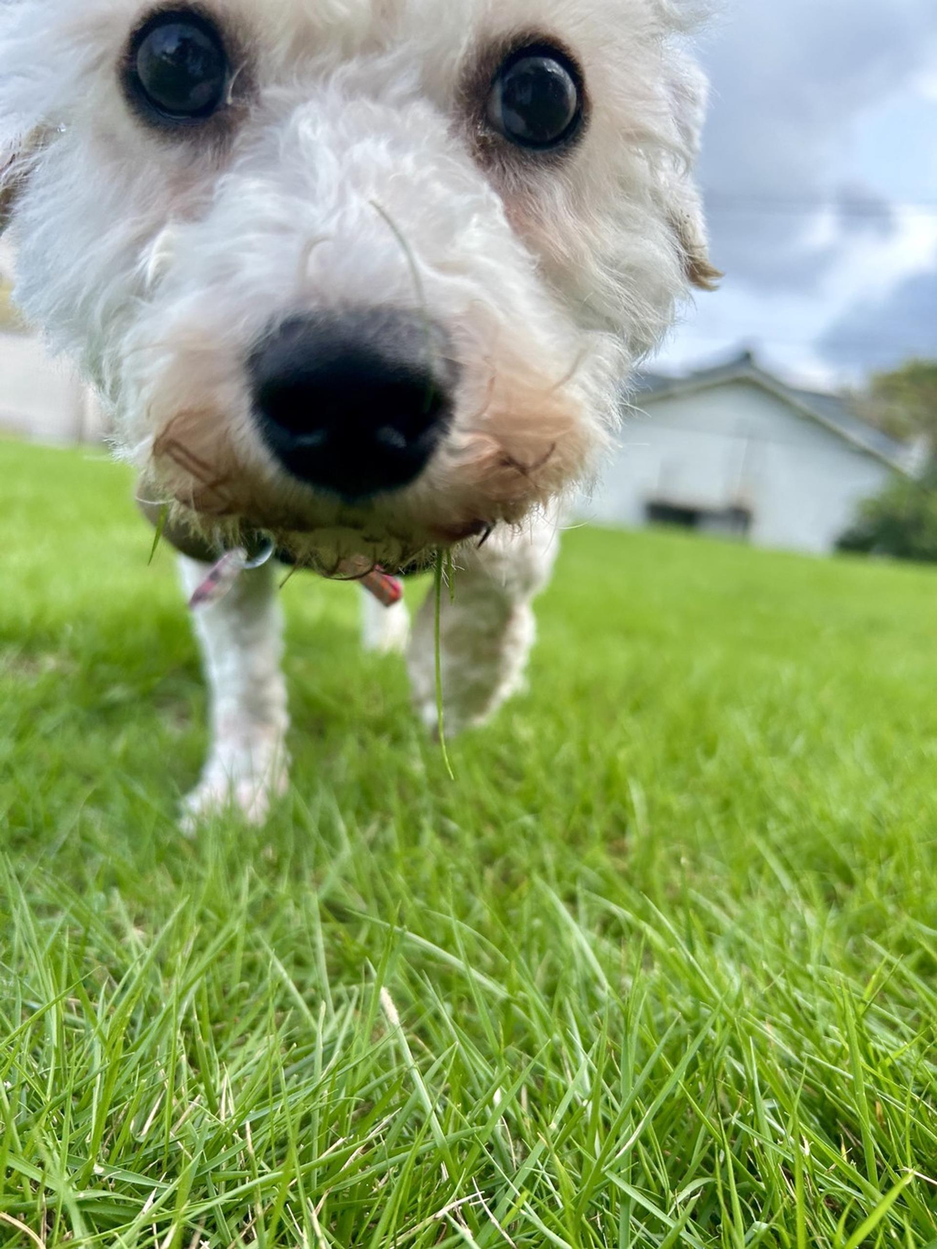pet-image-10