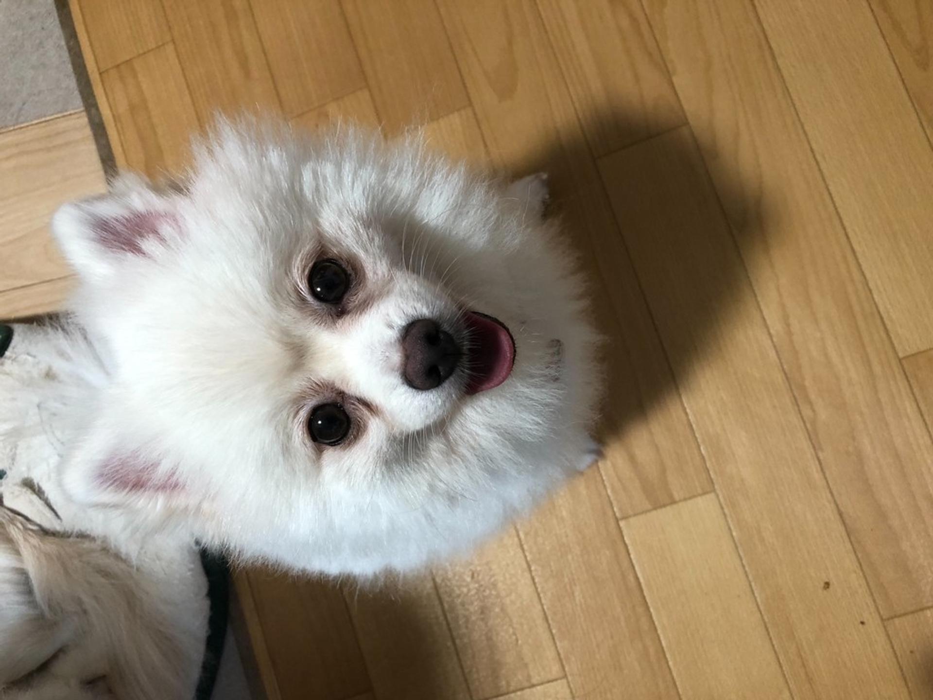 pet-image-4
