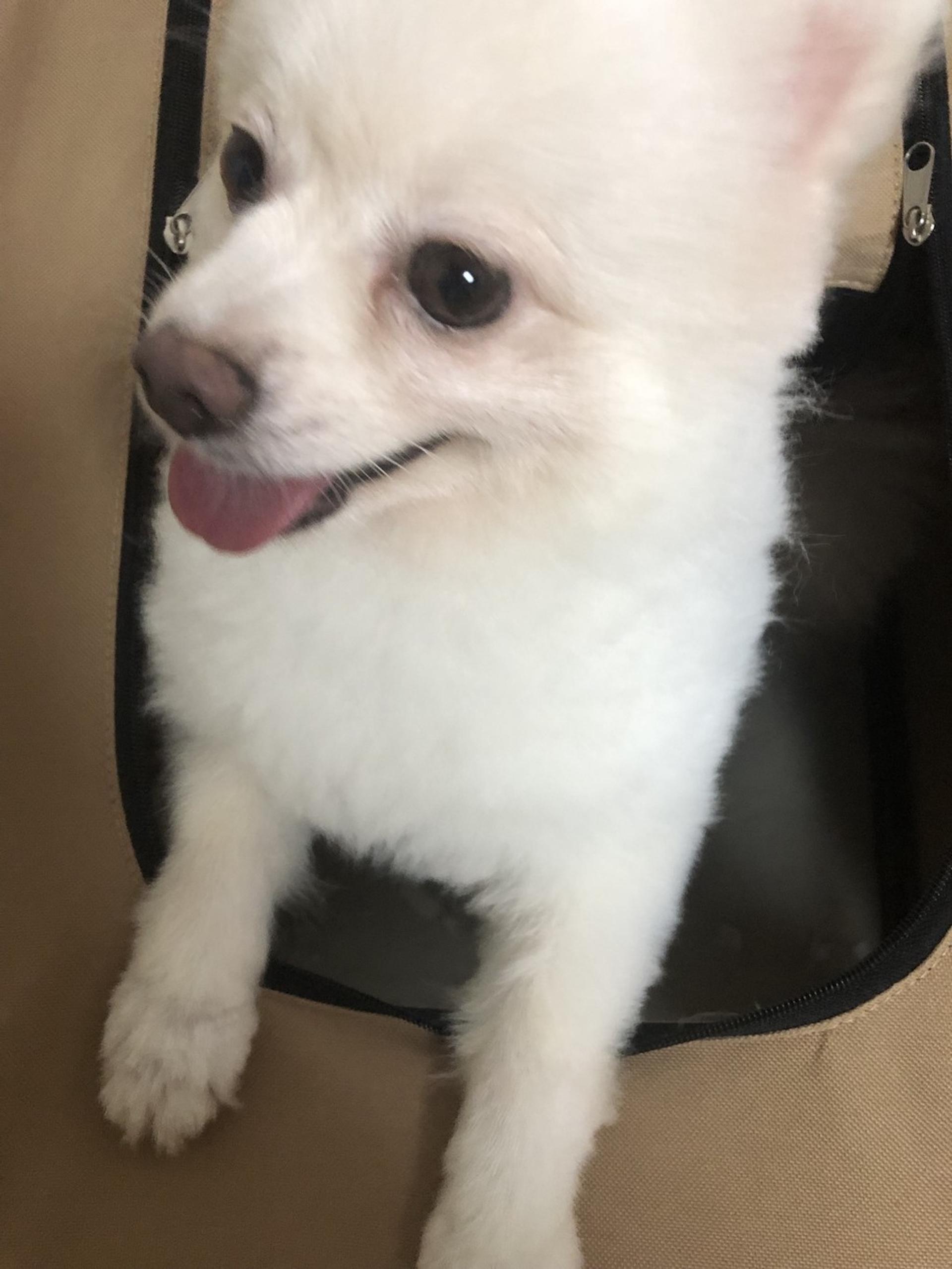 pet-image-5