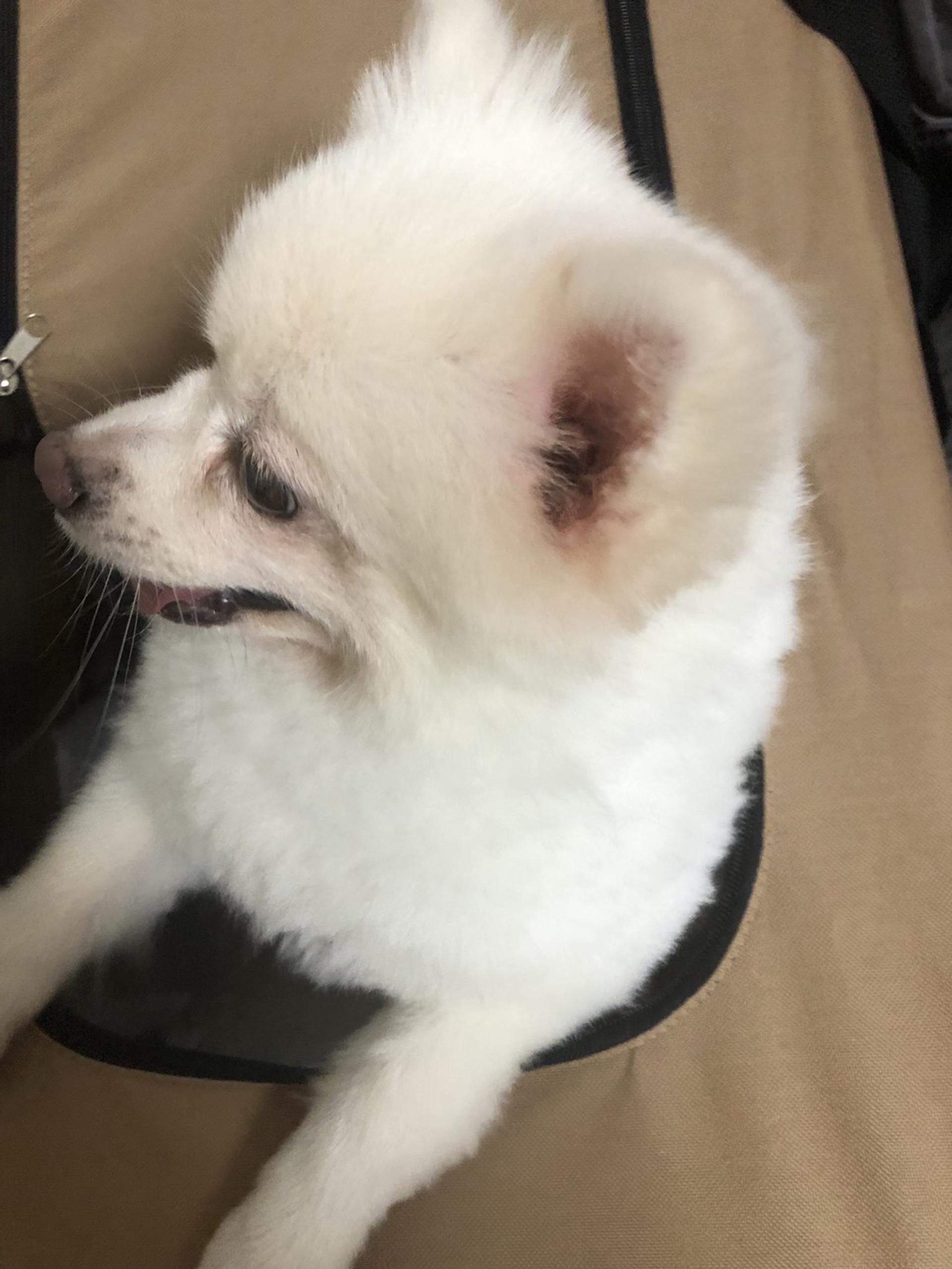 pet-image-6