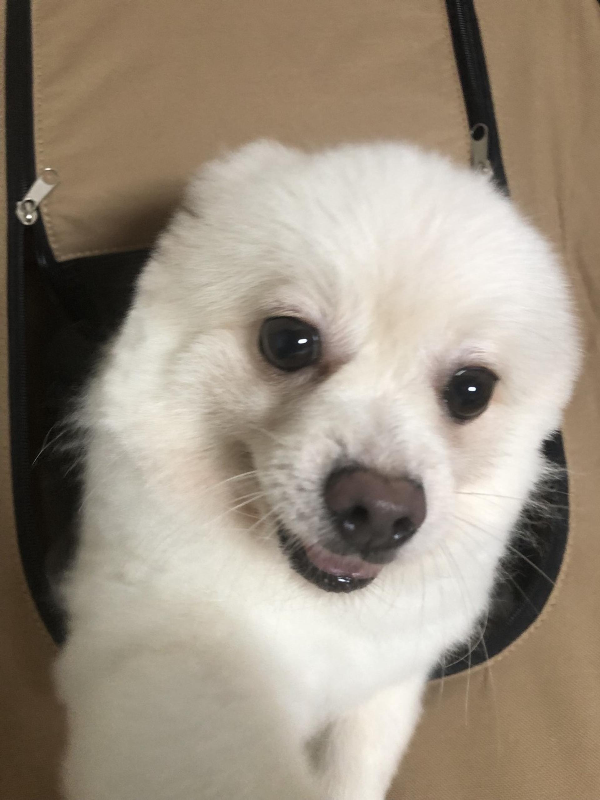 pet-image-7