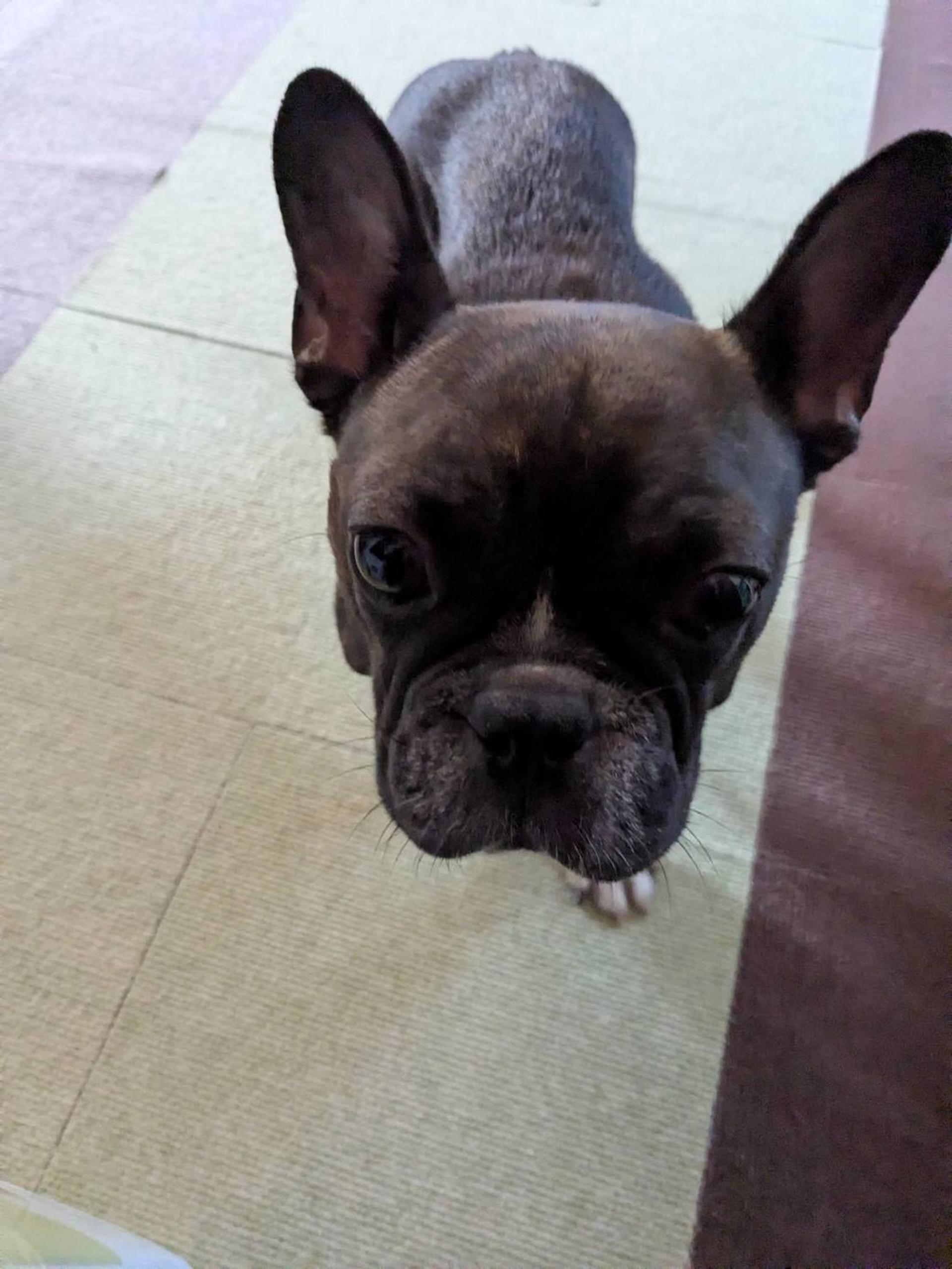 pet-image-4