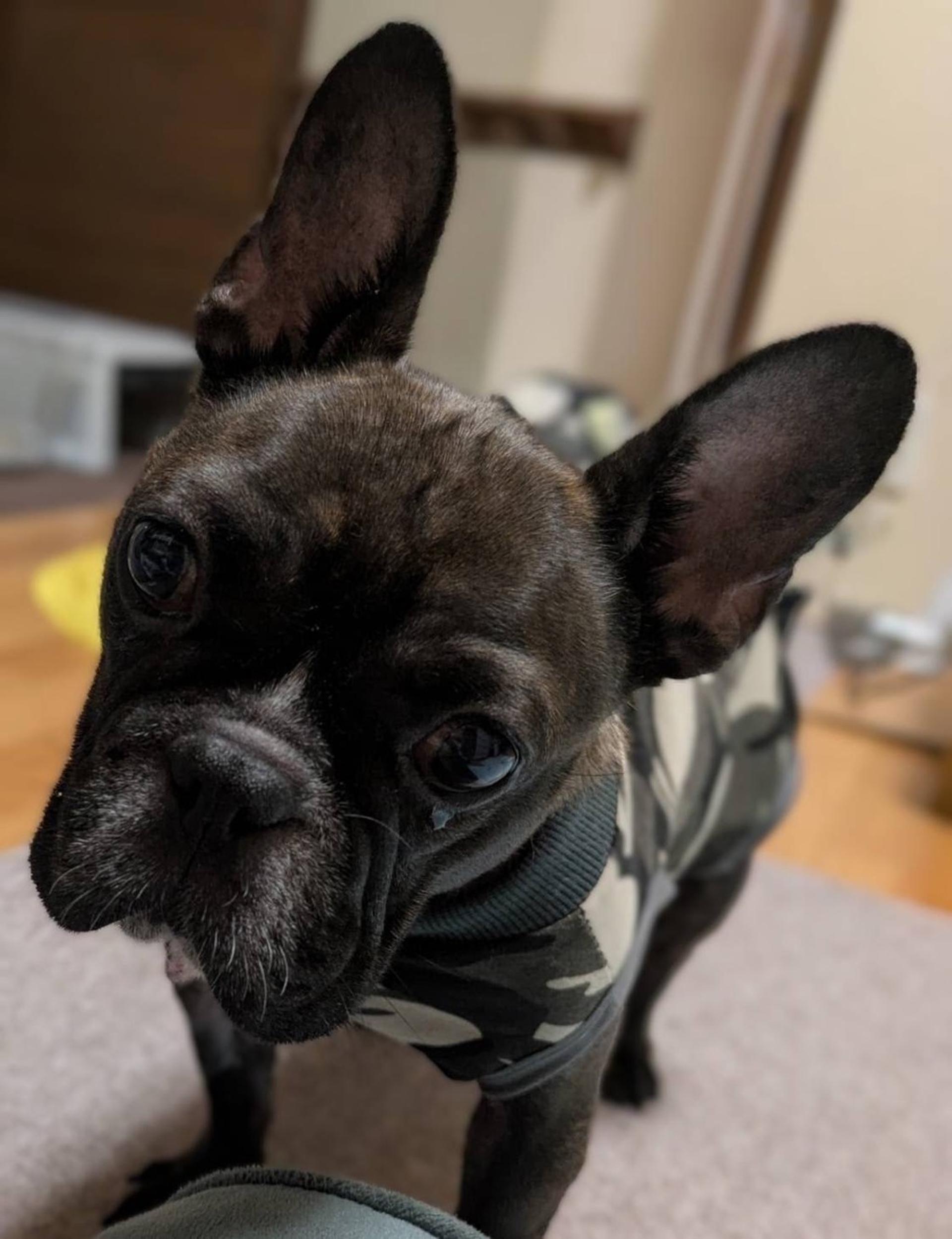 pet-image-5