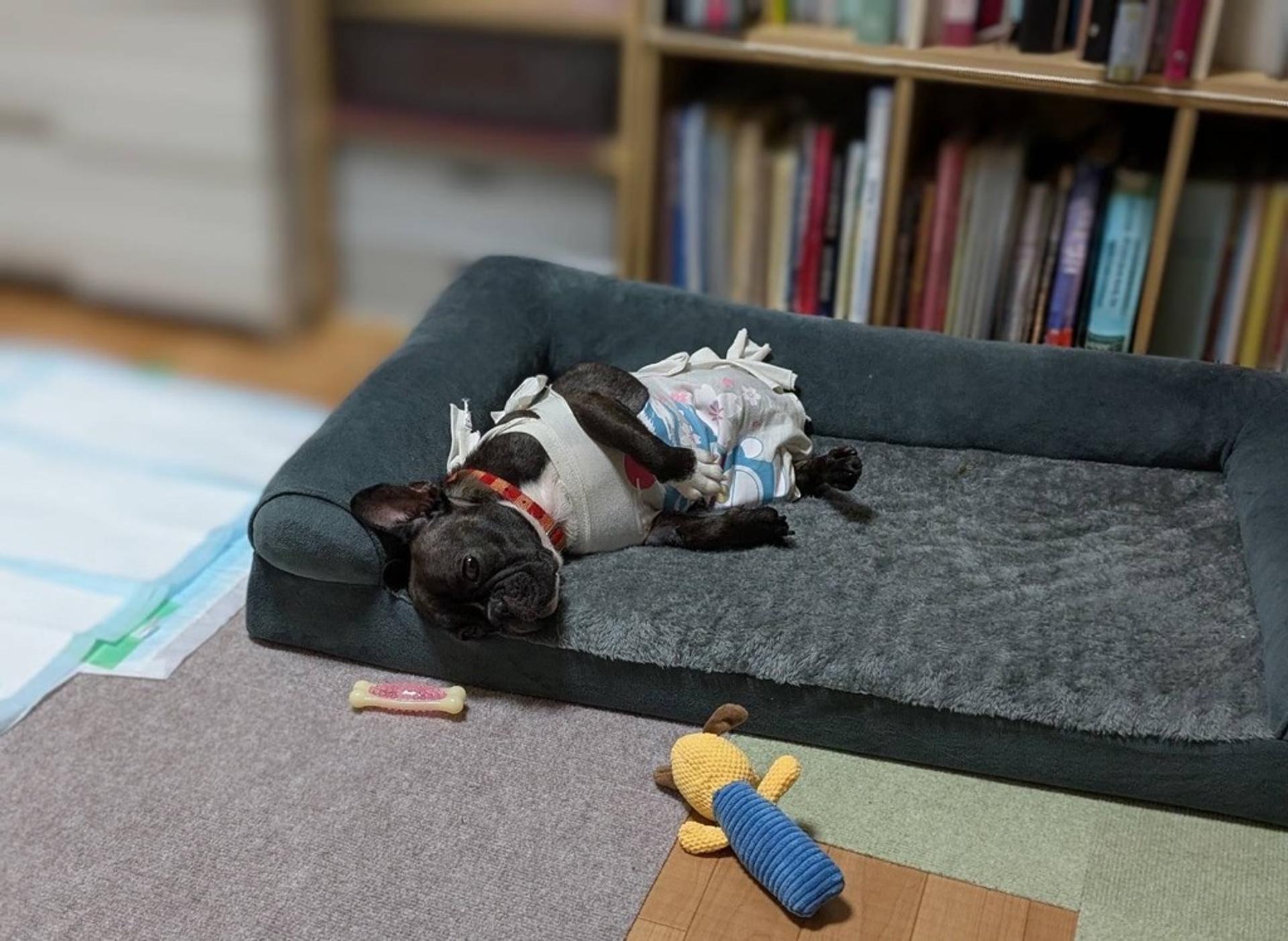 pet-image-7