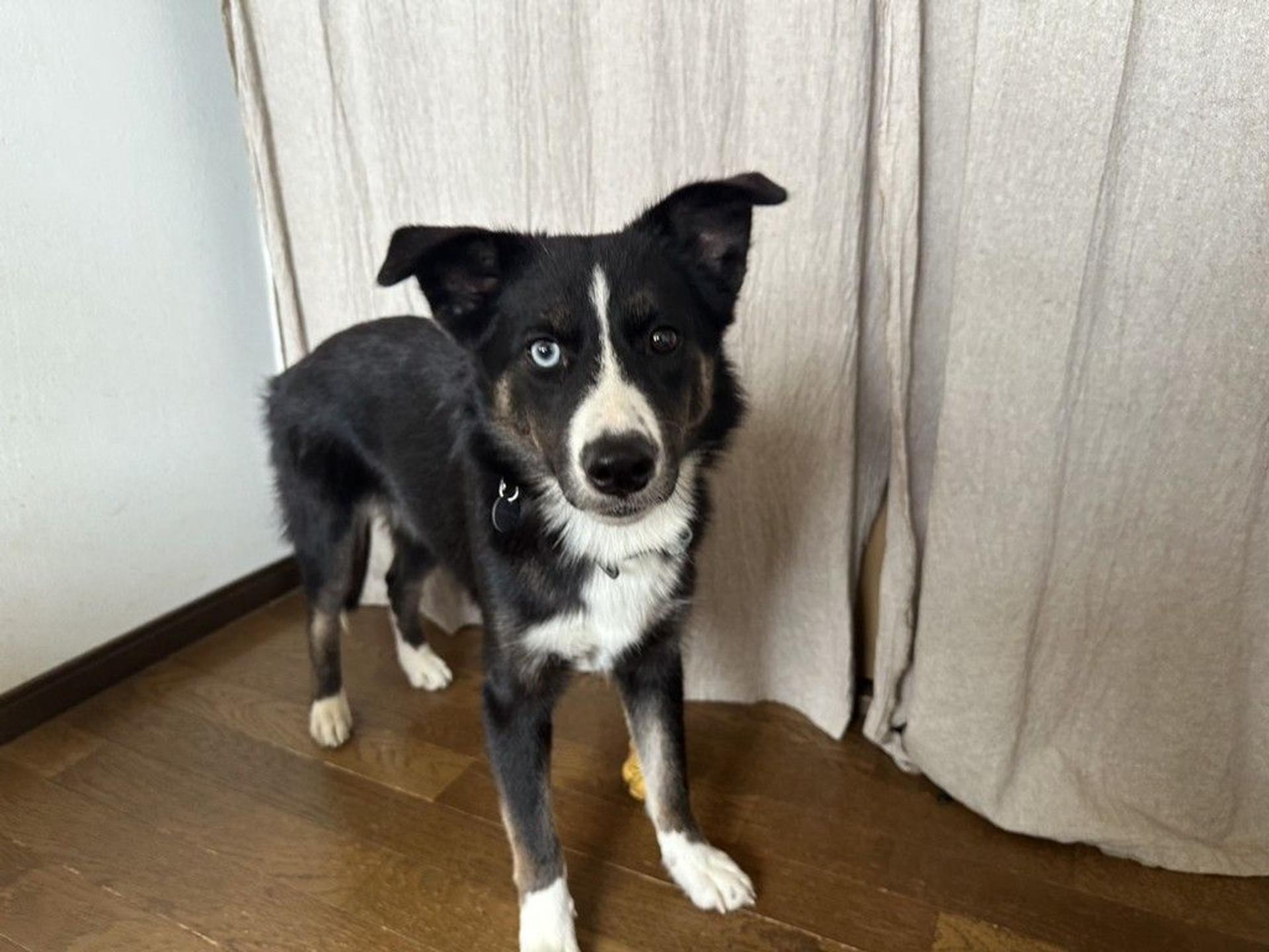 pet-image-4