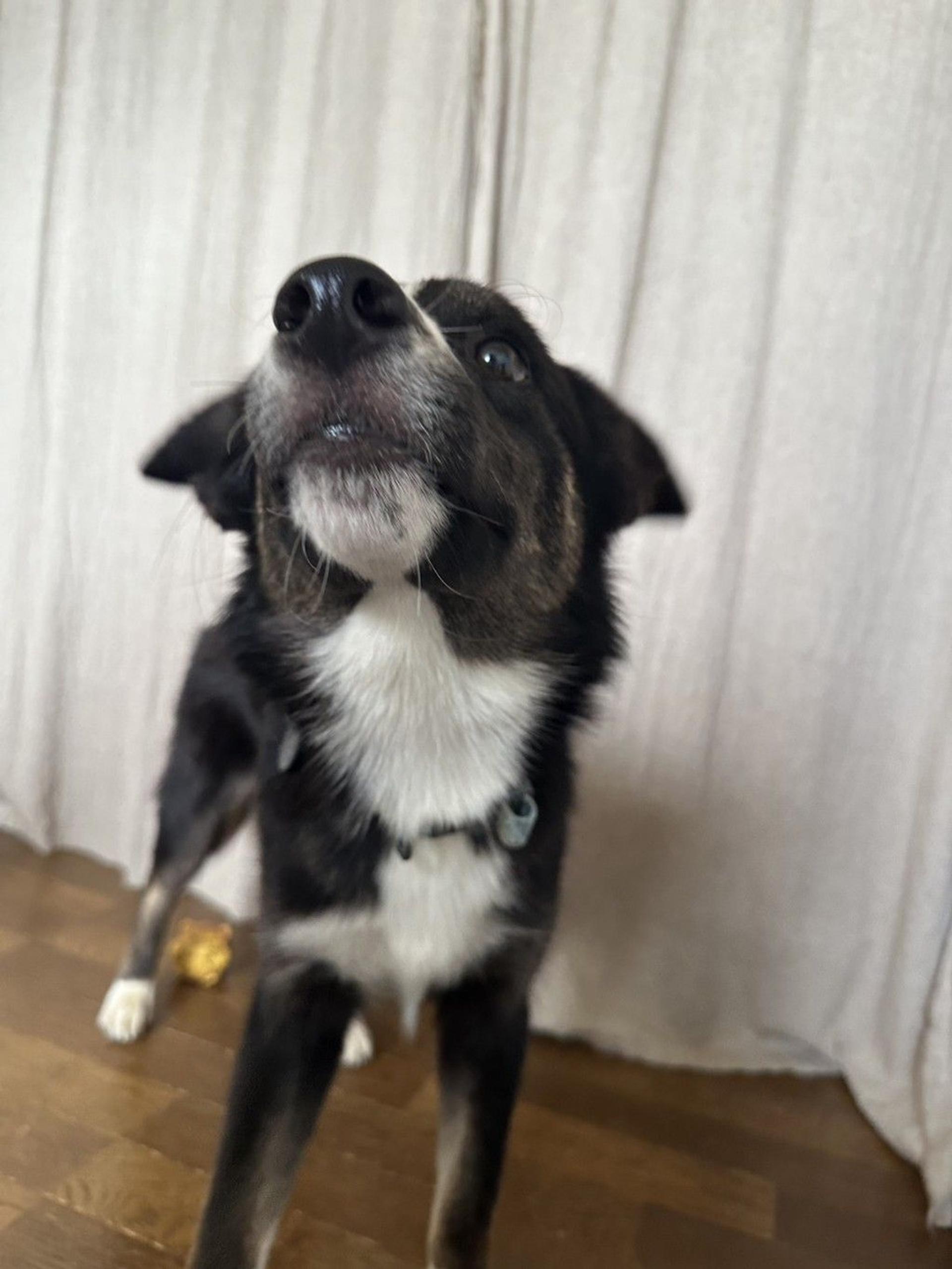 pet-image-5
