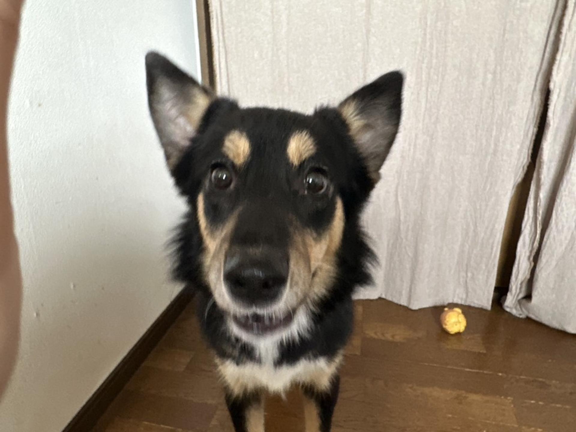pet-image-2