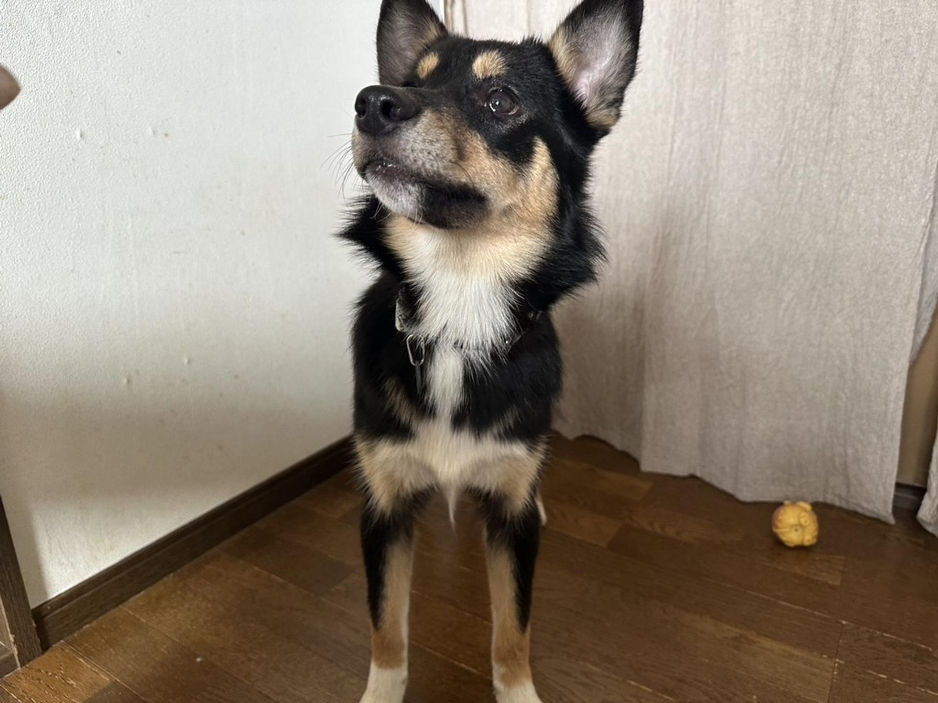 pet-image-3