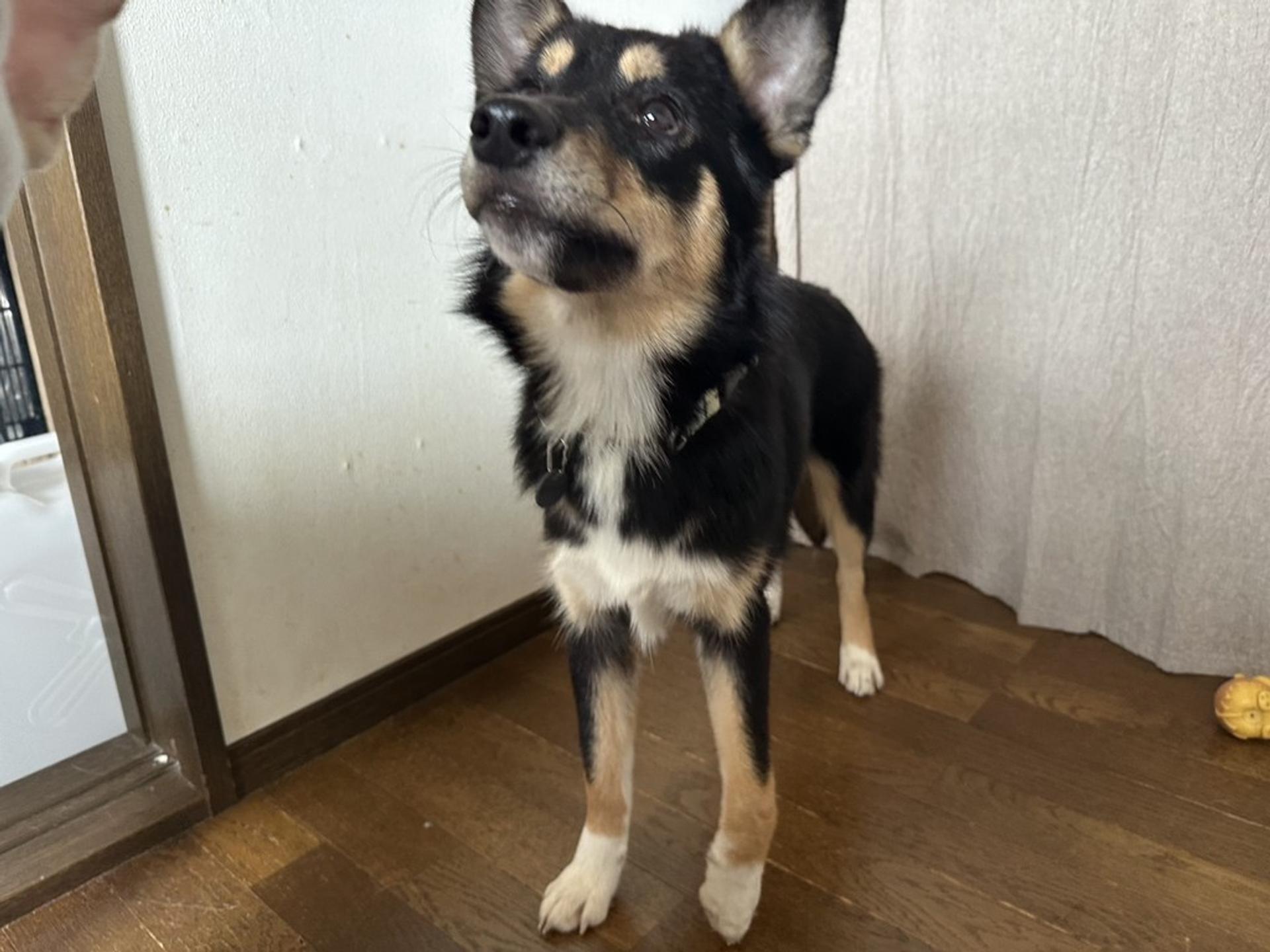 pet-image-4