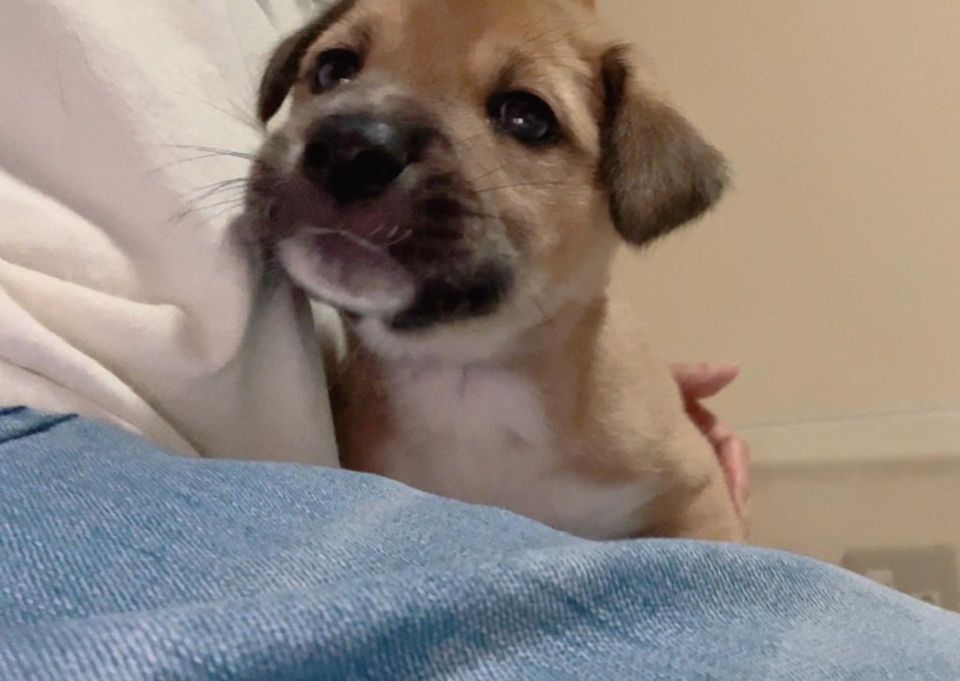 pet-image-2
