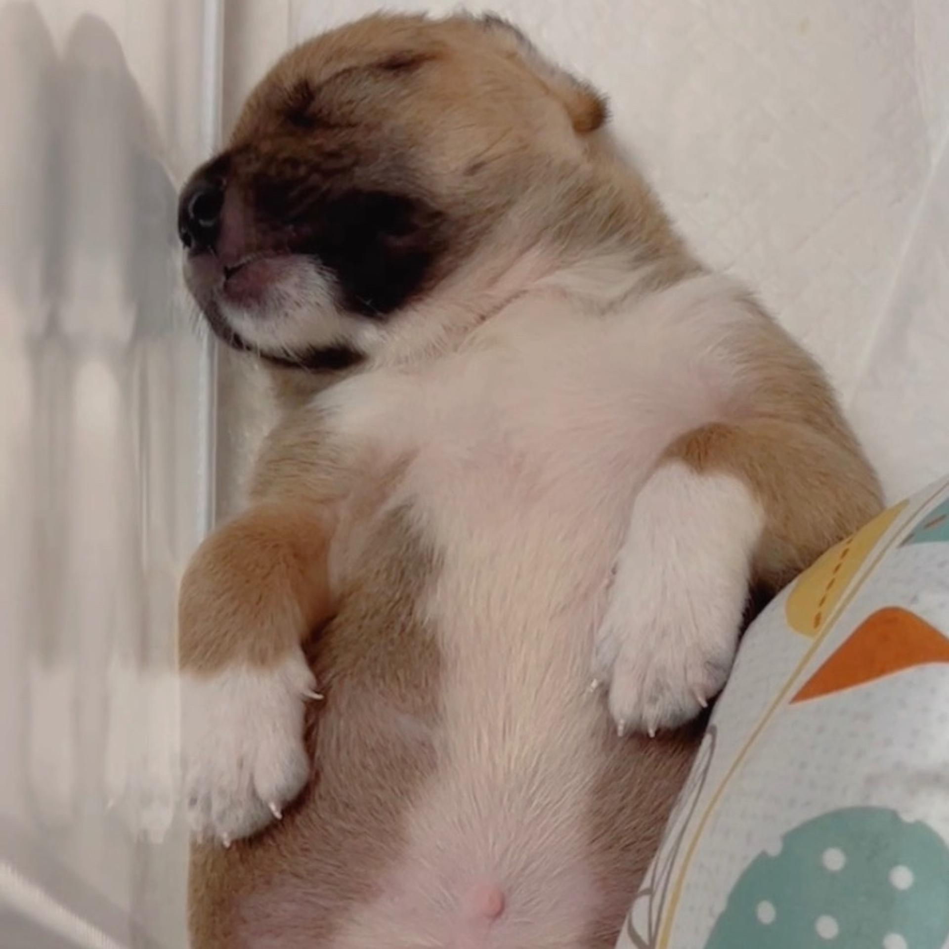 pet-image-3