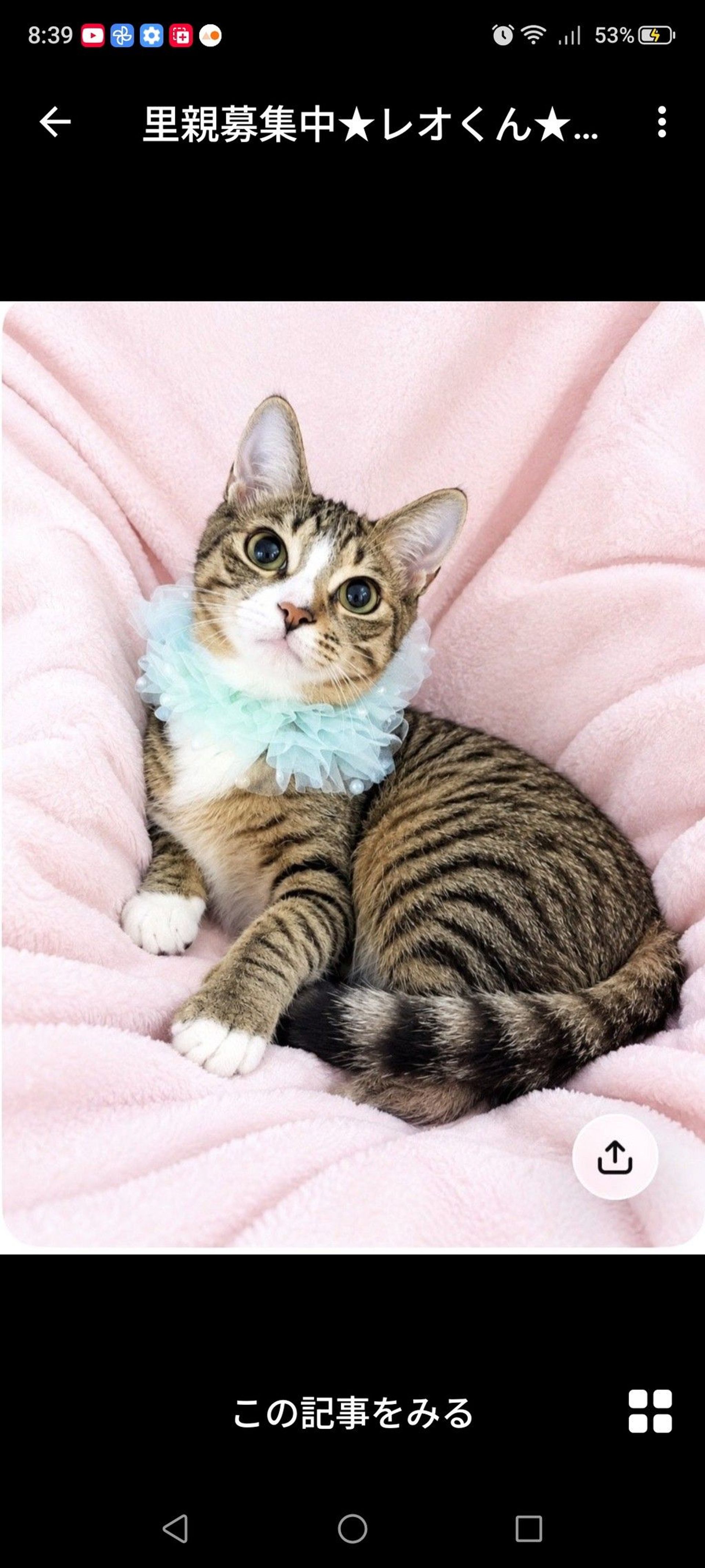 雑種（ミックス猫）・オスの里親募集の写真