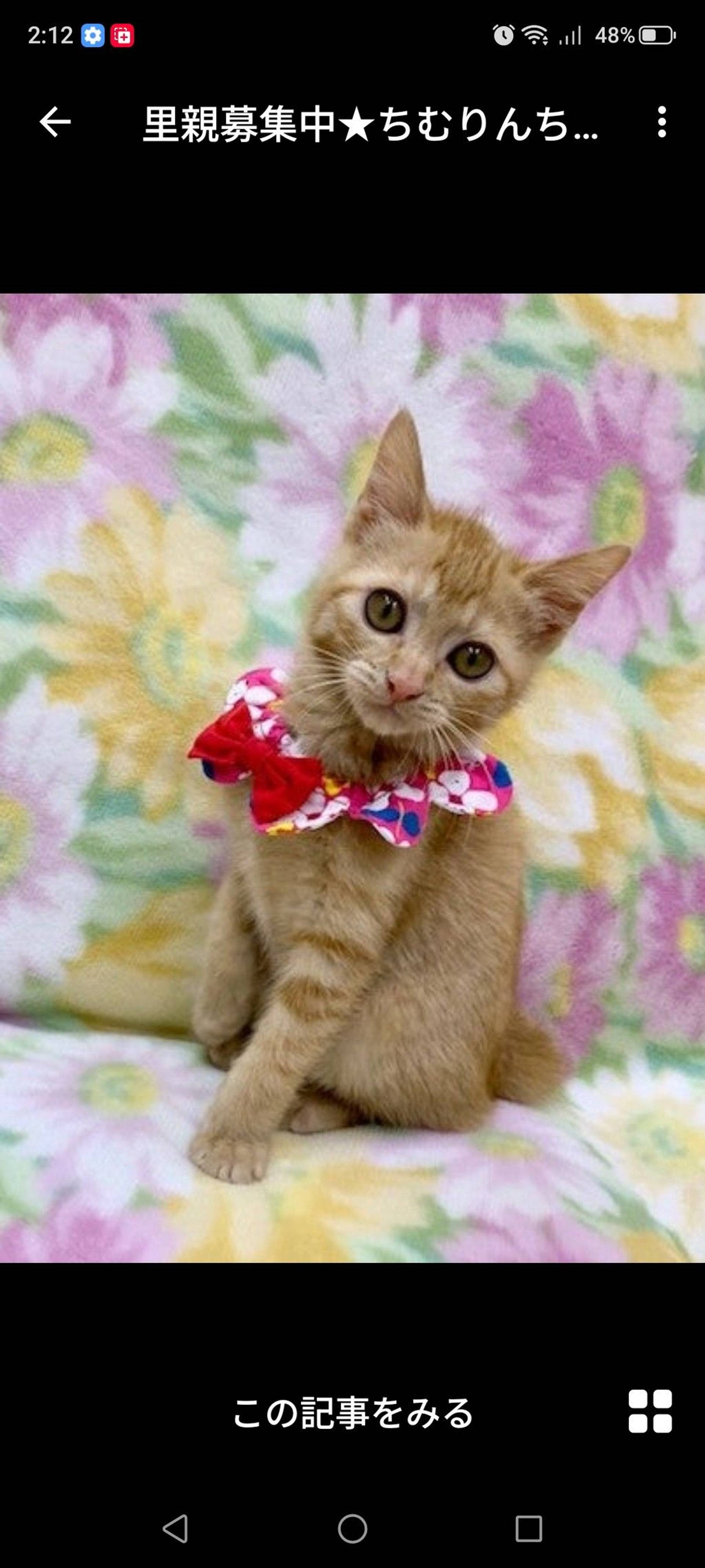 雑種（ミックス猫）・メスの里親募集の写真