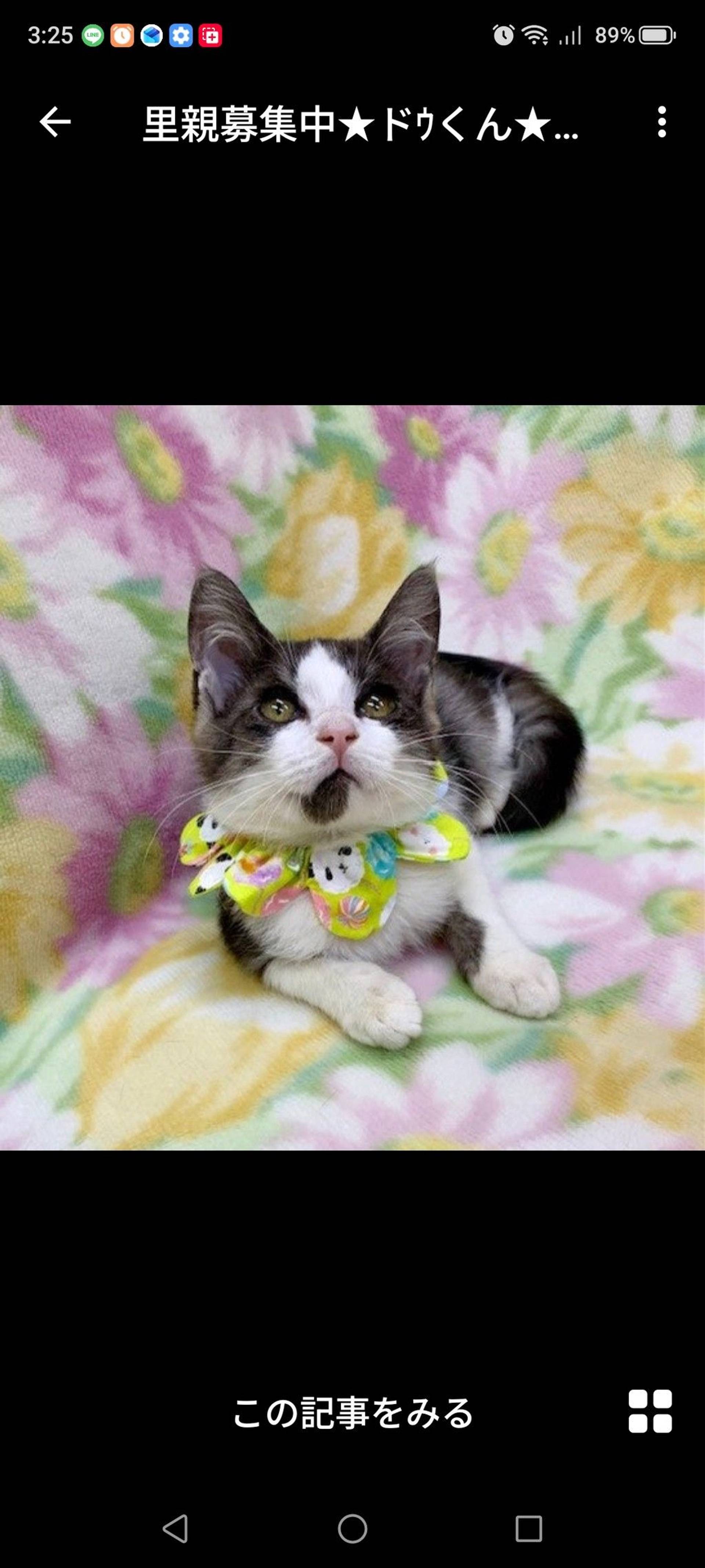 雑種（ミックス猫）・オスの里親募集の写真