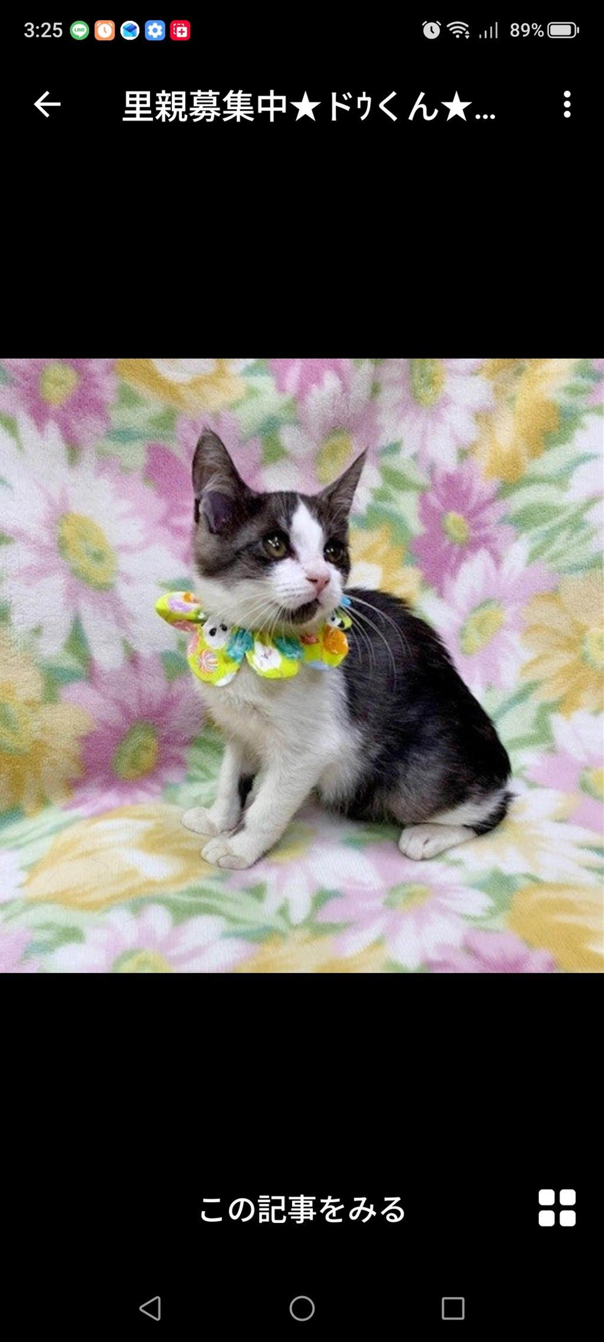 pet-image-3