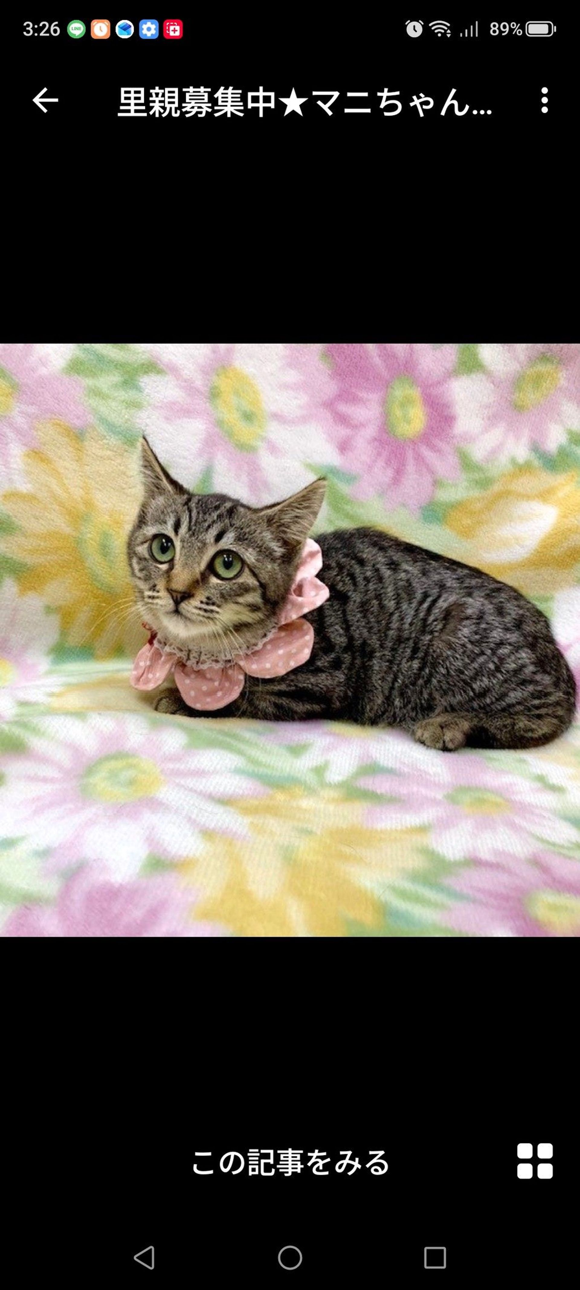 雑種（ミックス猫）・メスの里親募集の写真
