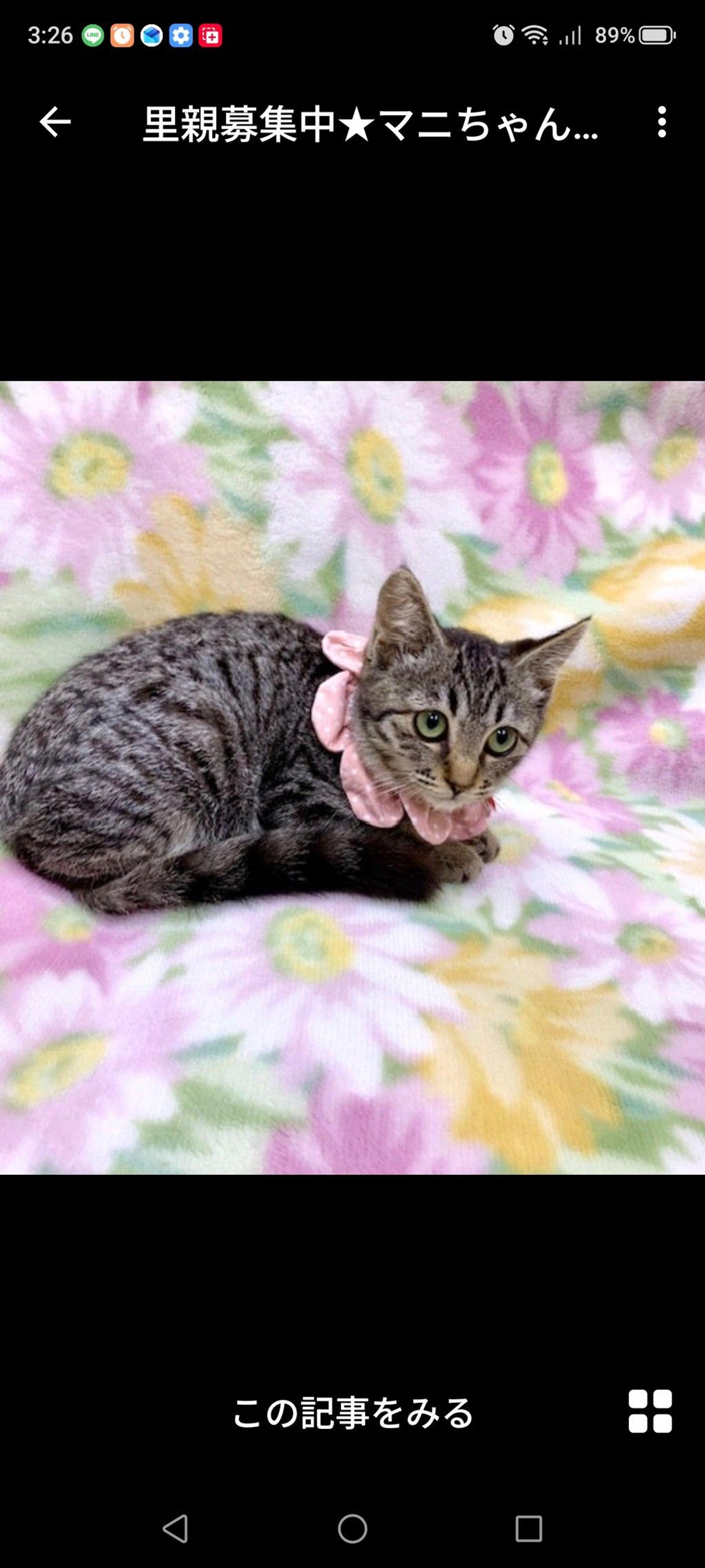 pet-image-3