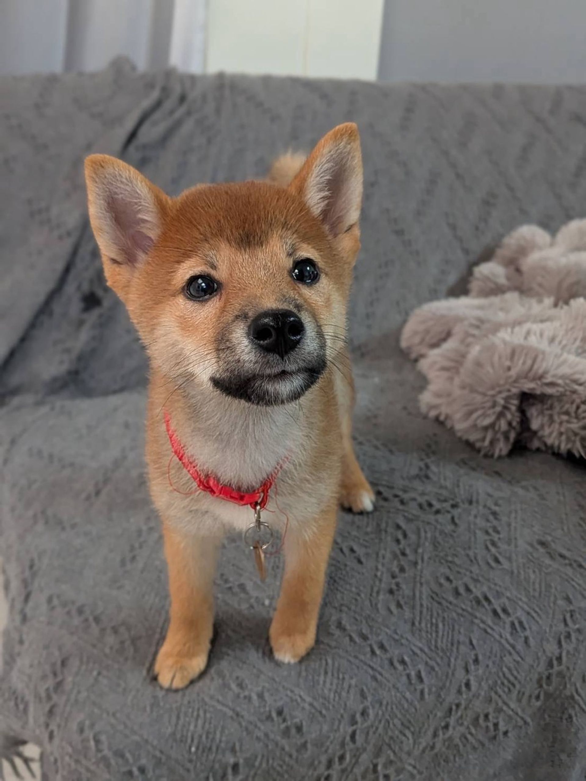 柴犬・メスの里親募集の写真
