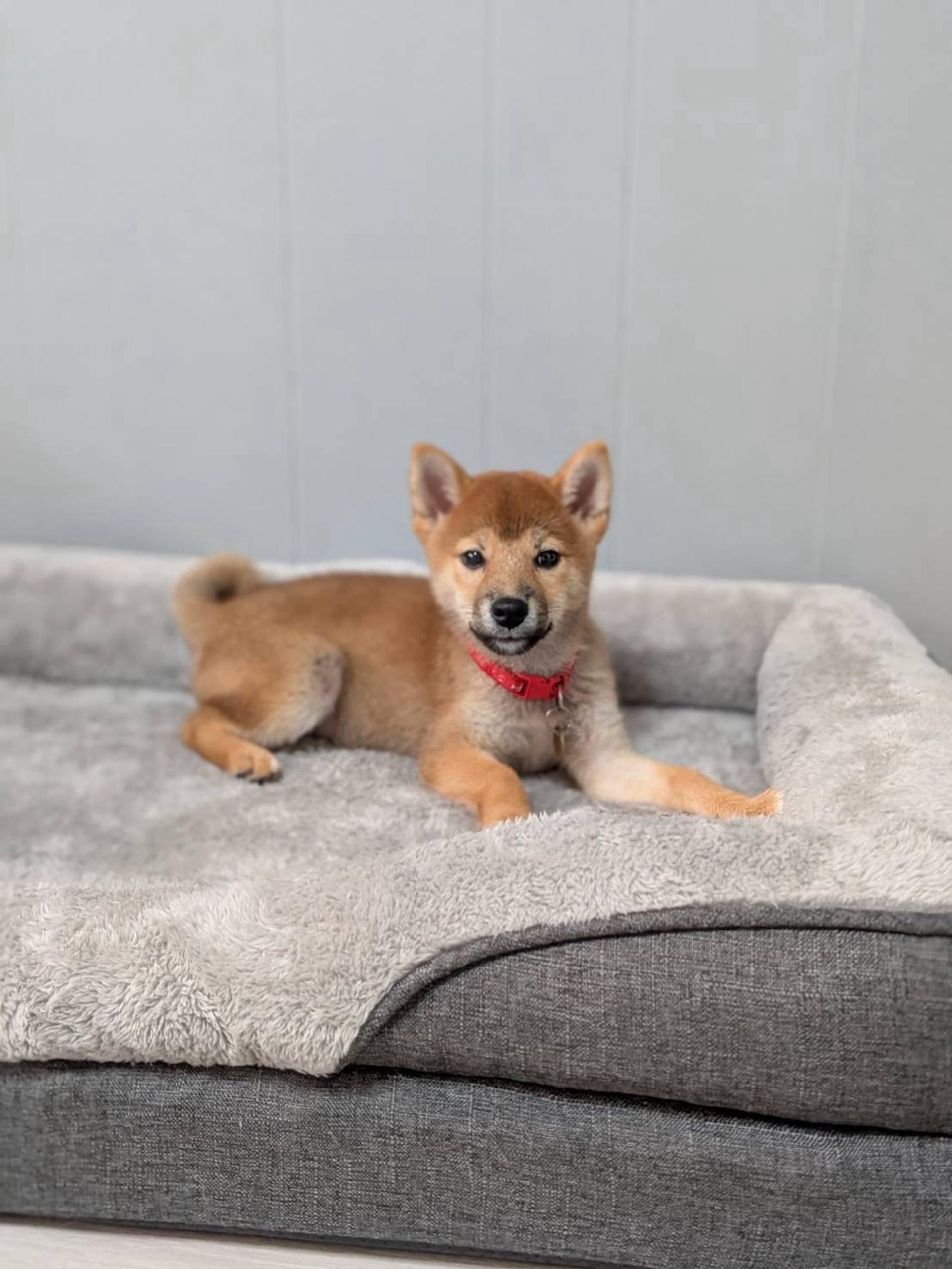 pet-image-4