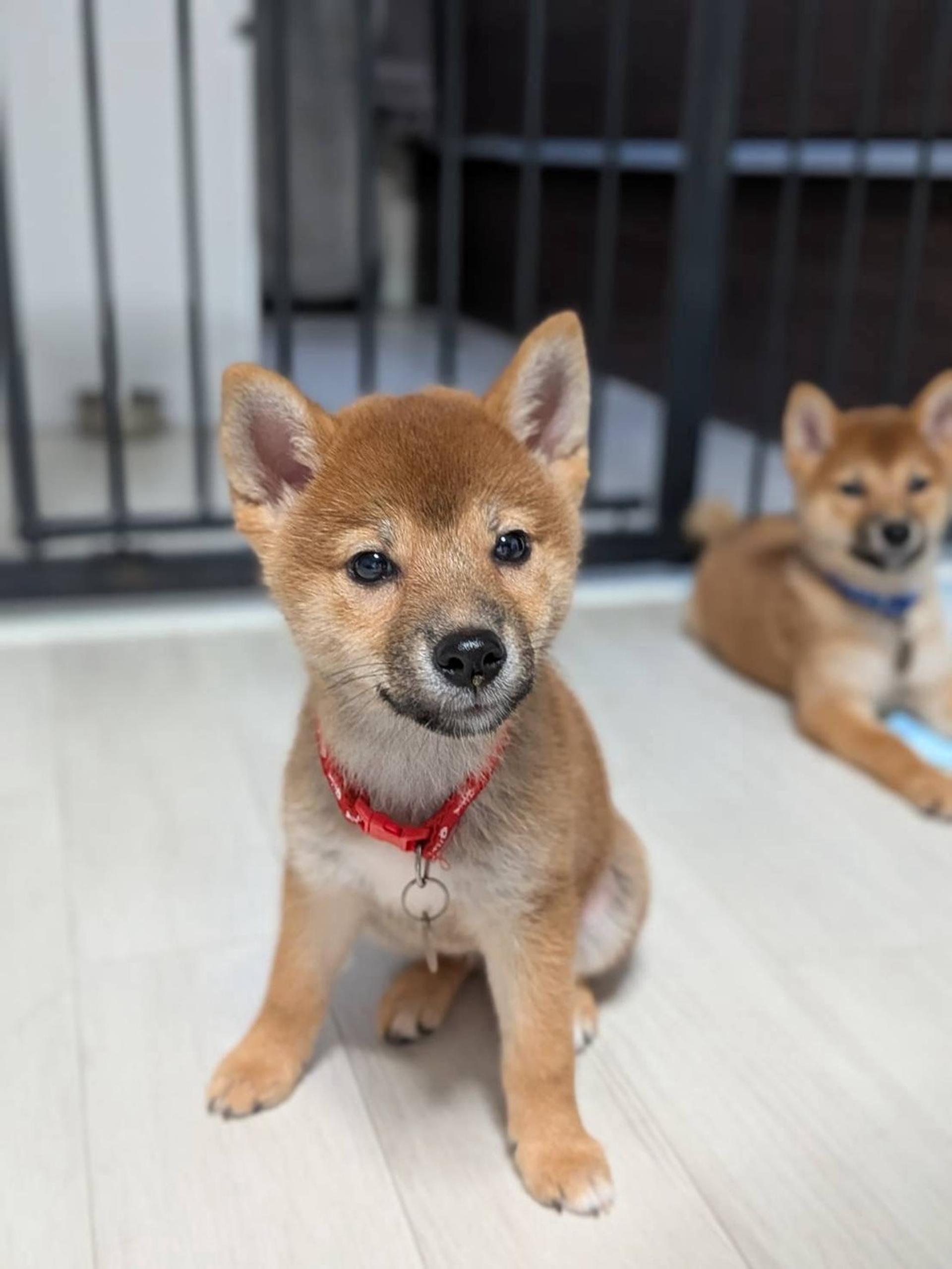 pet-image-5