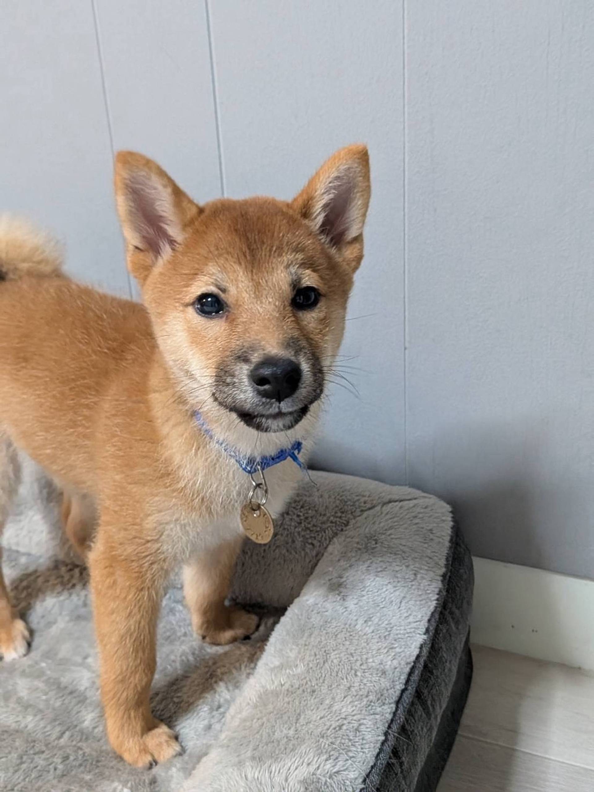 柴犬・オスの里親募集の写真
