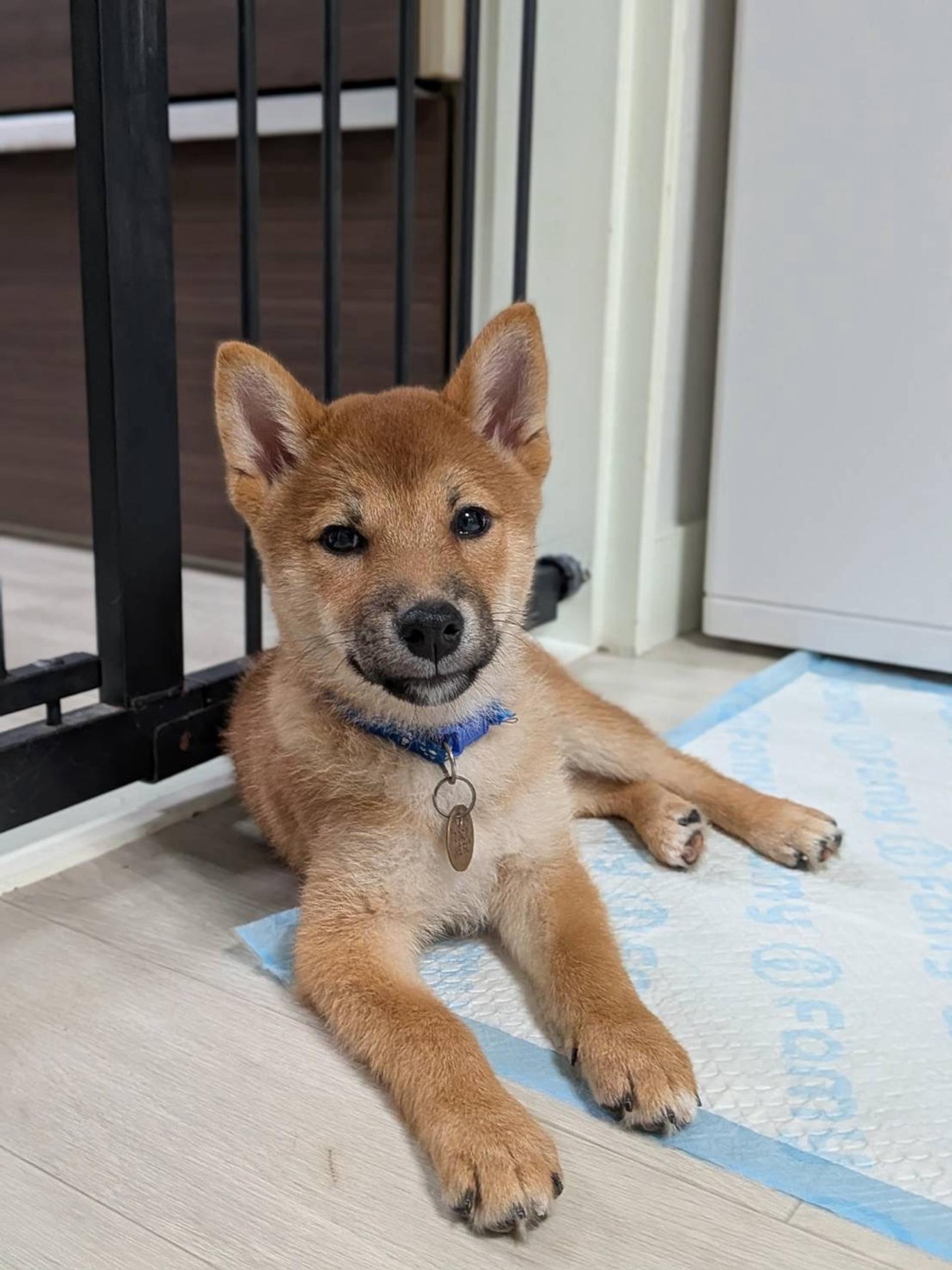 pet-image-2