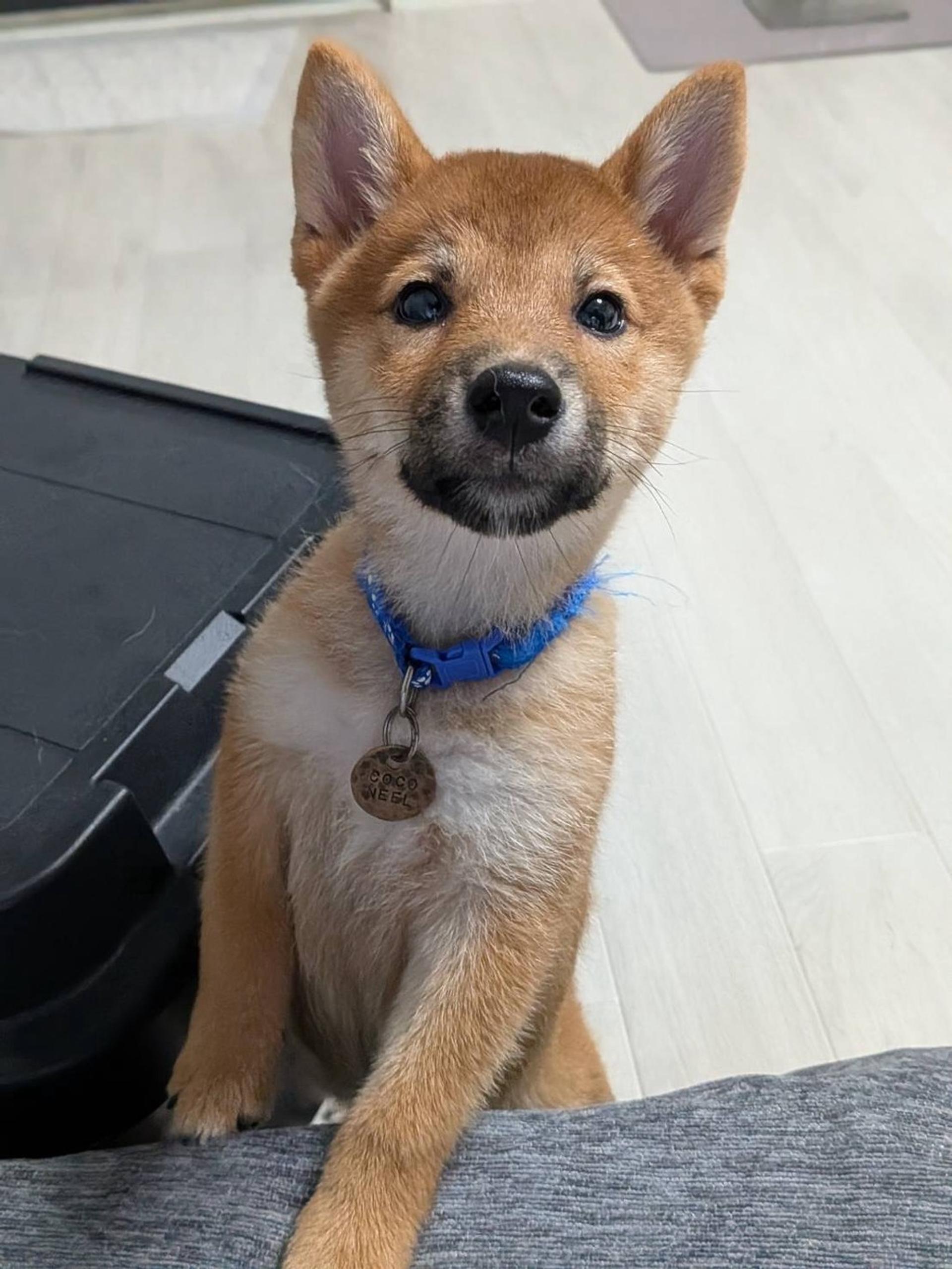 pet-image-5