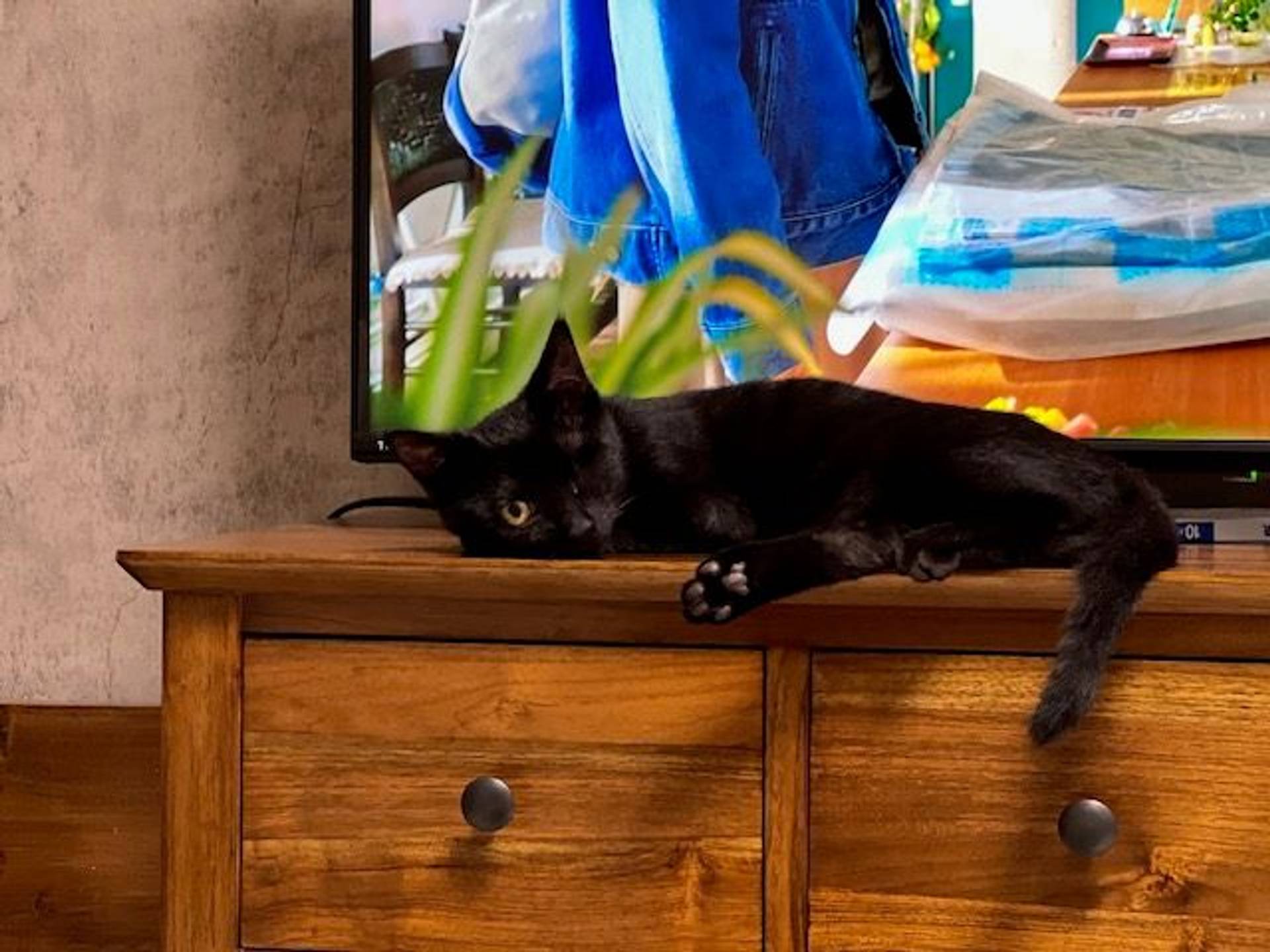雑種（ミックス猫）・オスの里親募集の写真