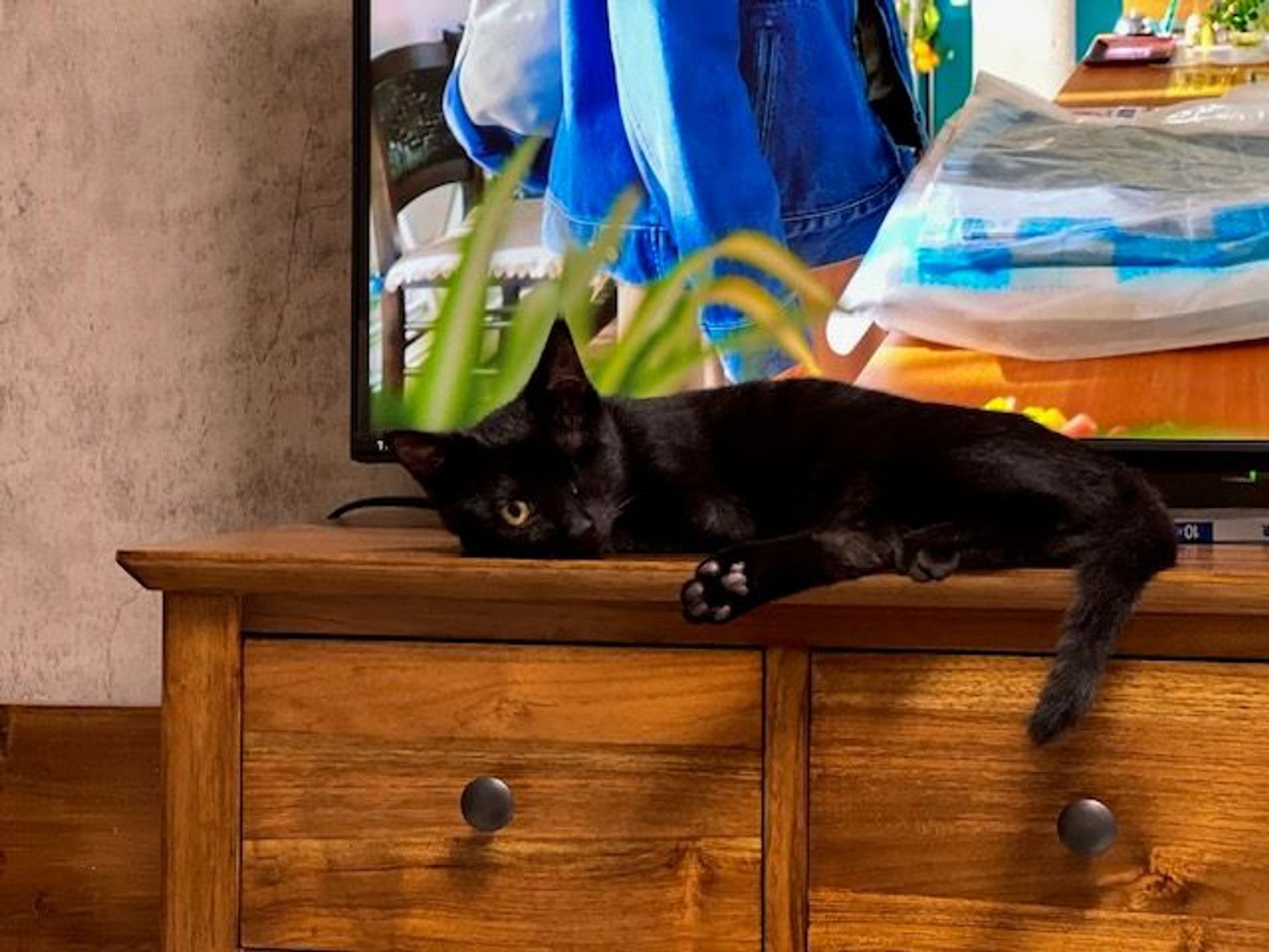 雑種（ミックス猫）・オスの里親募集の写真