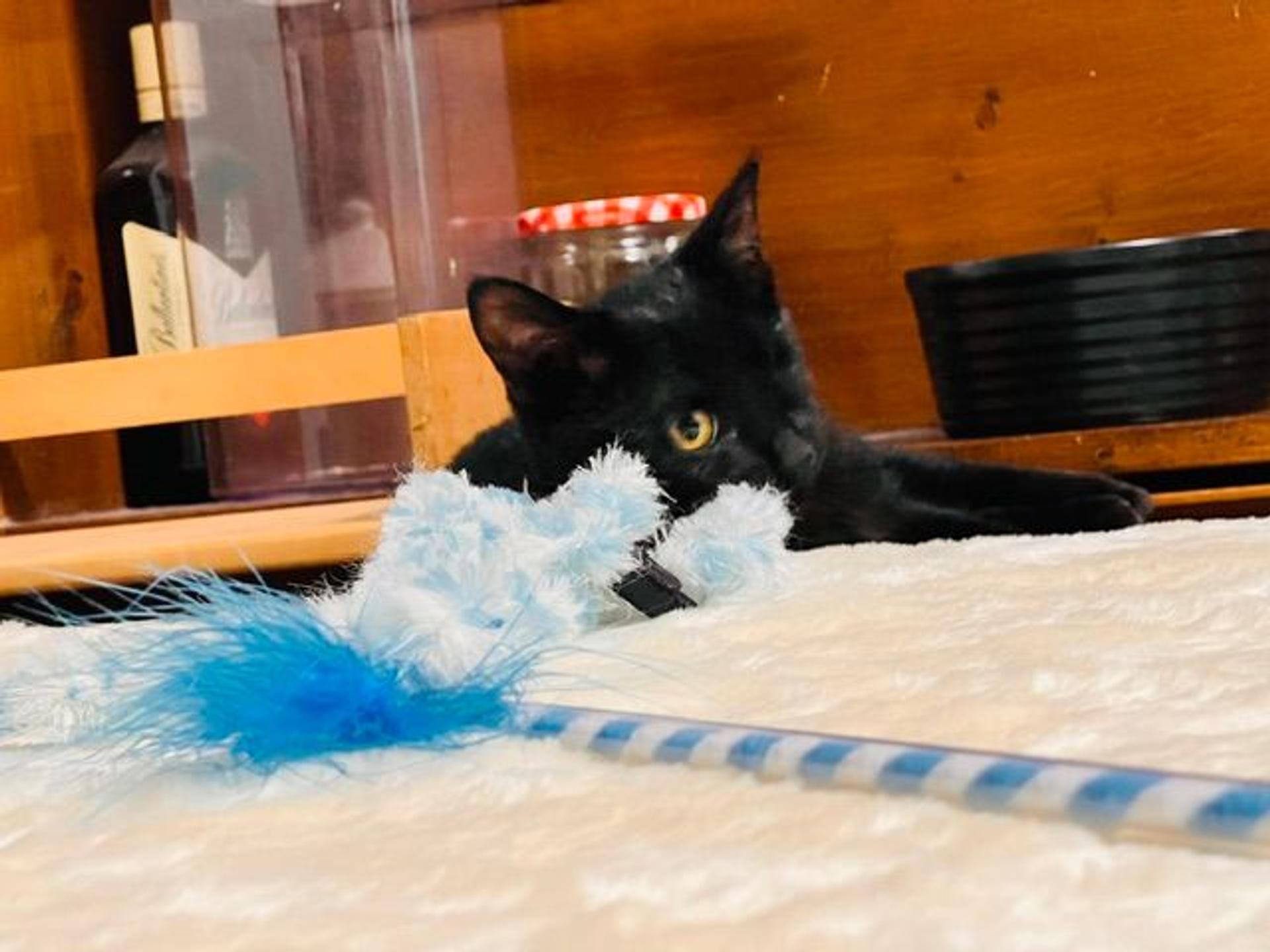 pet-image-2