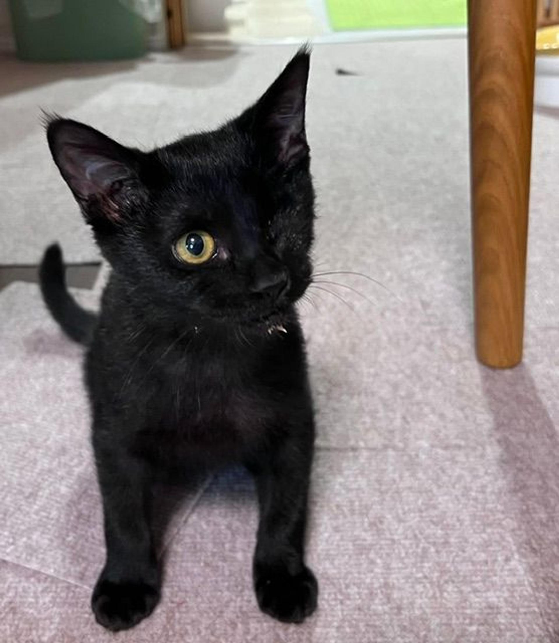 pet-image-3
