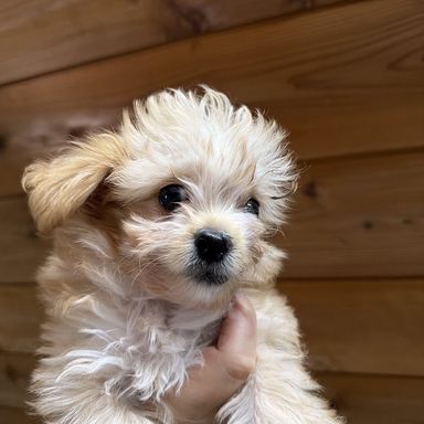マニーの写真