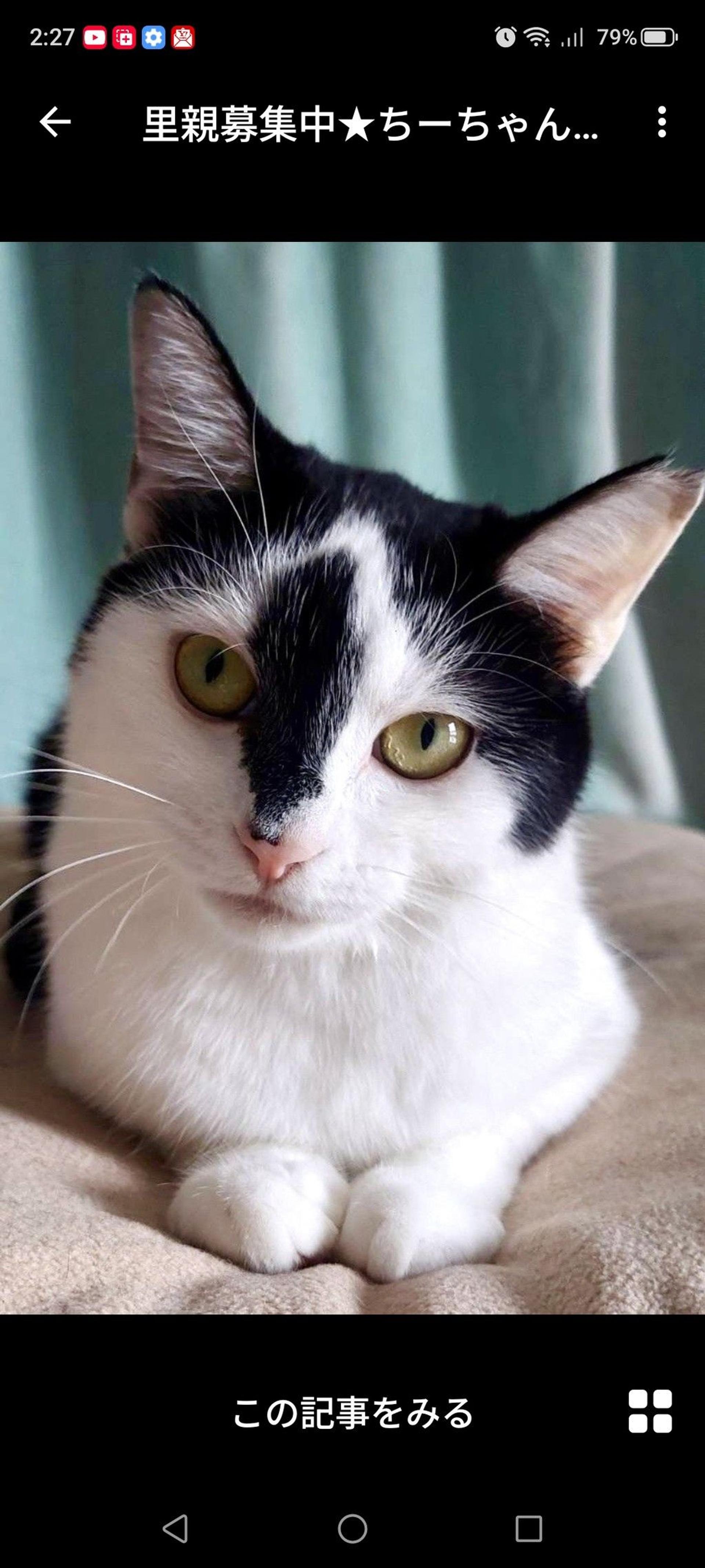 pet-image-3