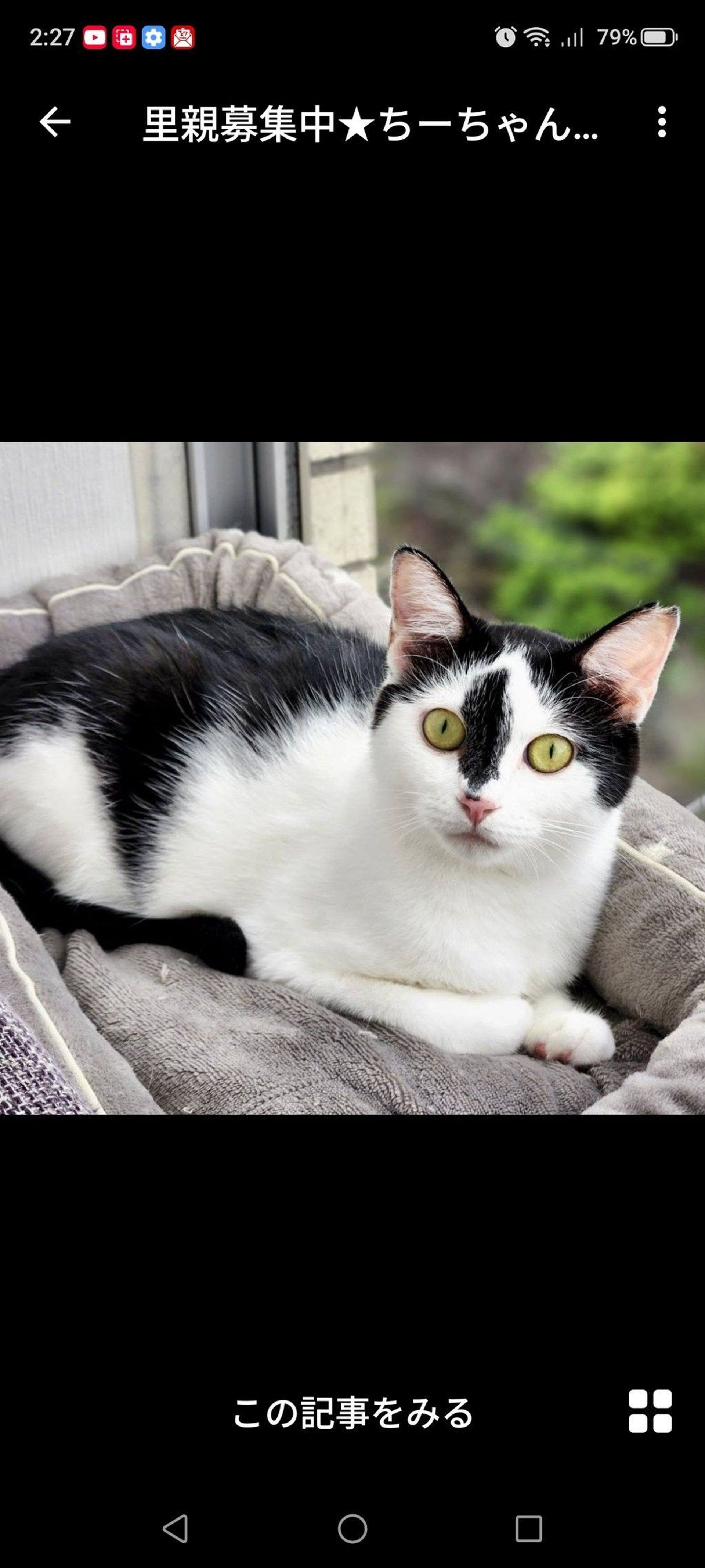 雑種（ミックス猫）・メスの里親募集の写真