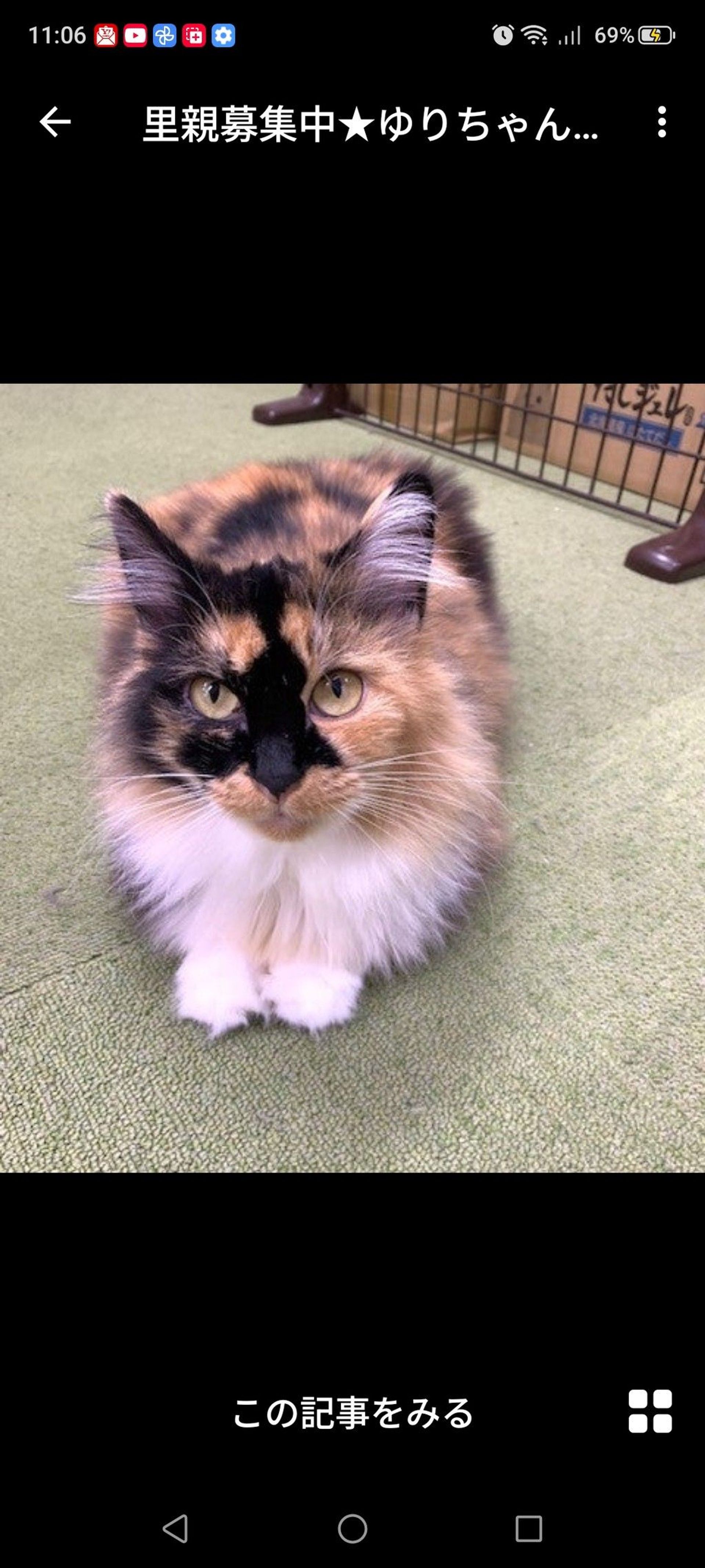 雑種（ミックス猫）・メスの里親募集の写真
