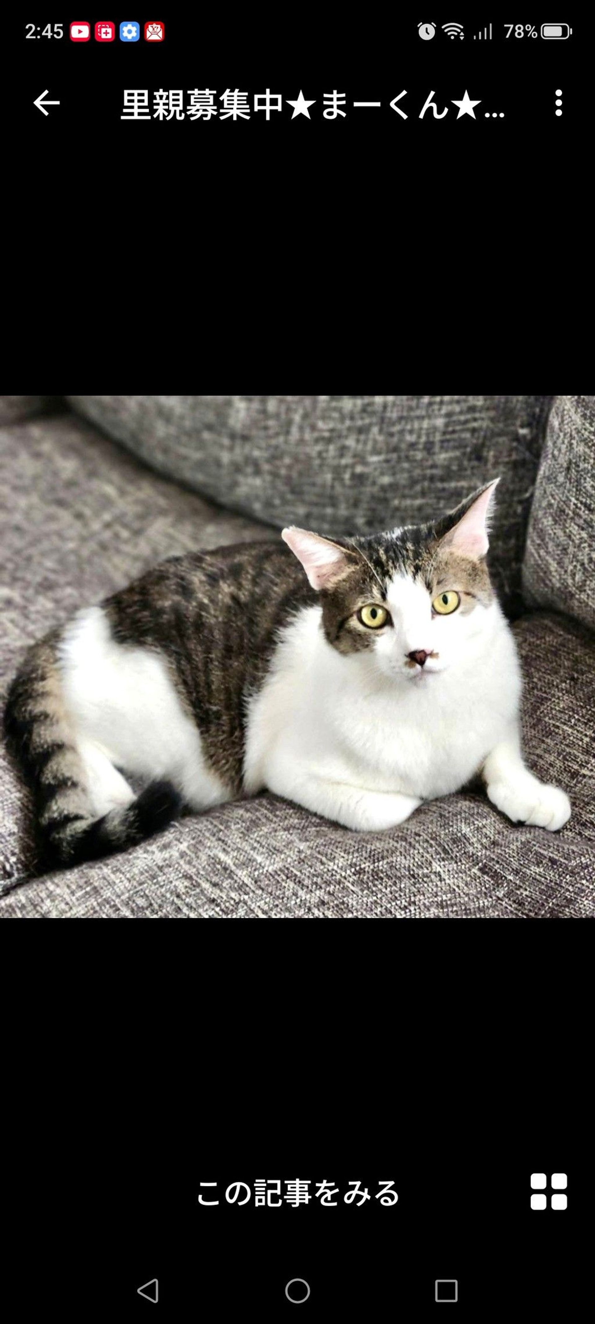 雑種（ミックス猫）・オスの里親募集の写真