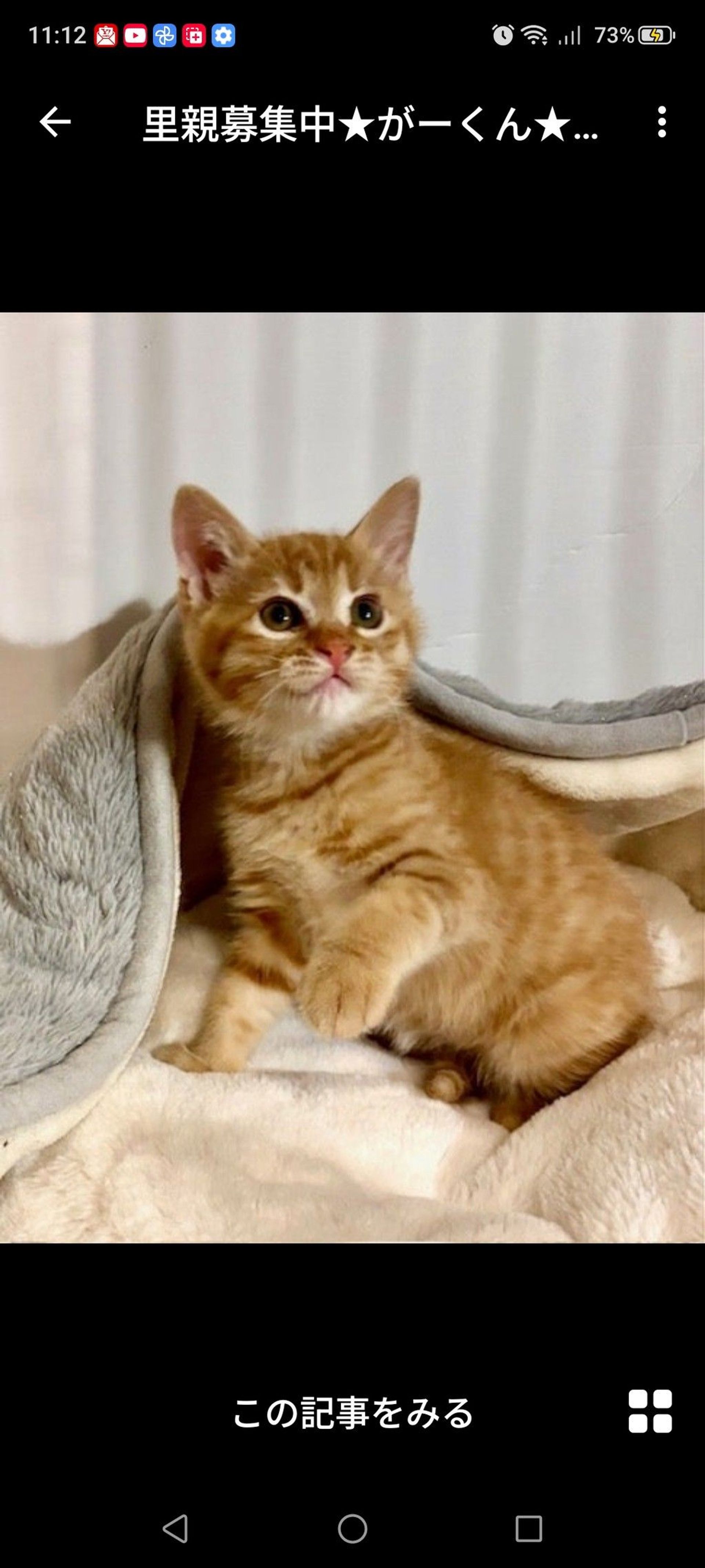 雑種（ミックス猫）・オスの里親募集の写真