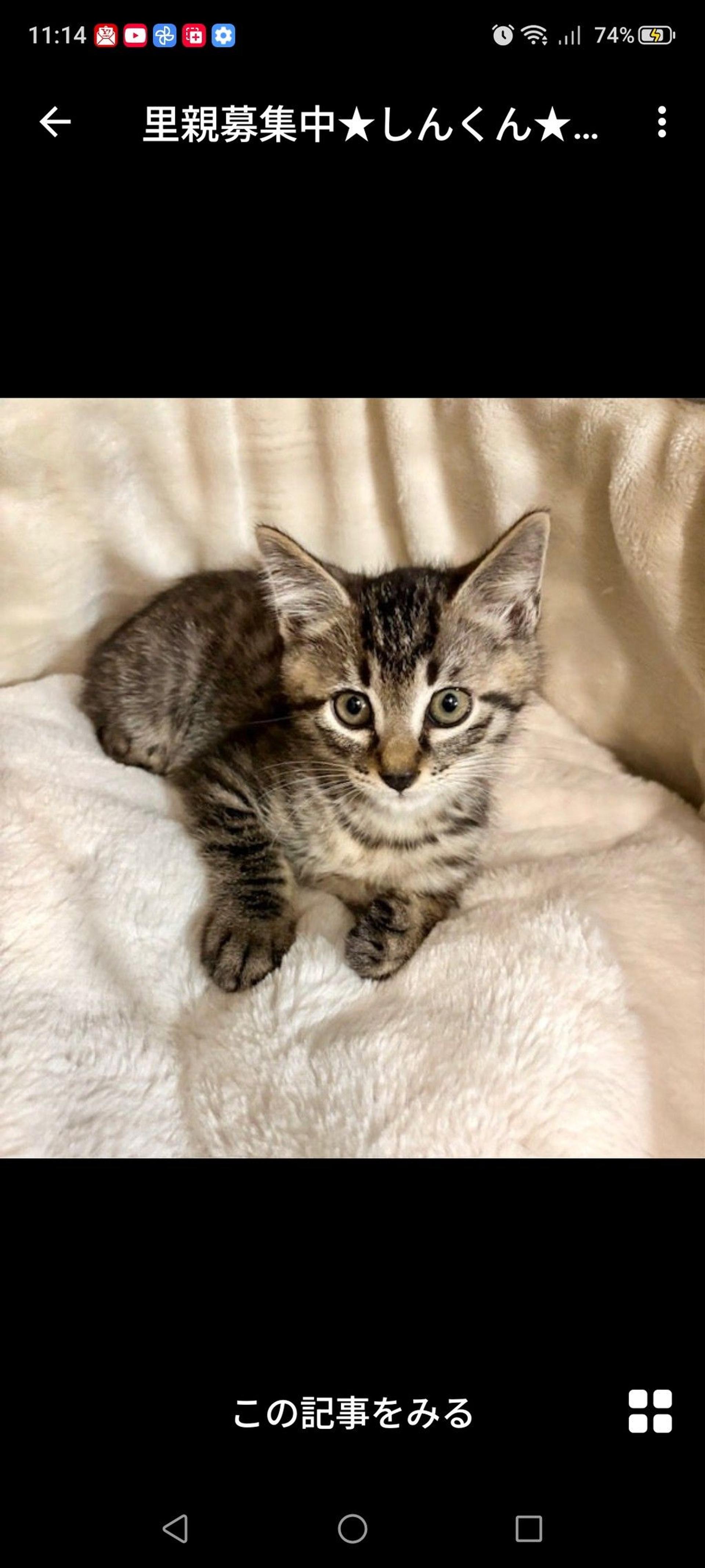pet-image-3