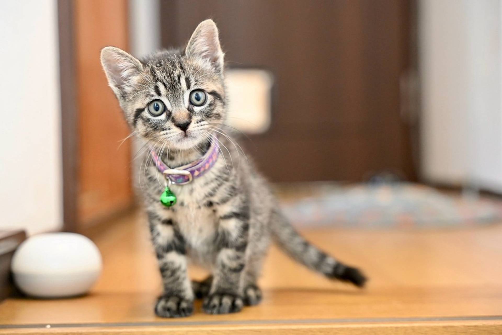 雑種（ミックス猫）・オスの里親募集の写真