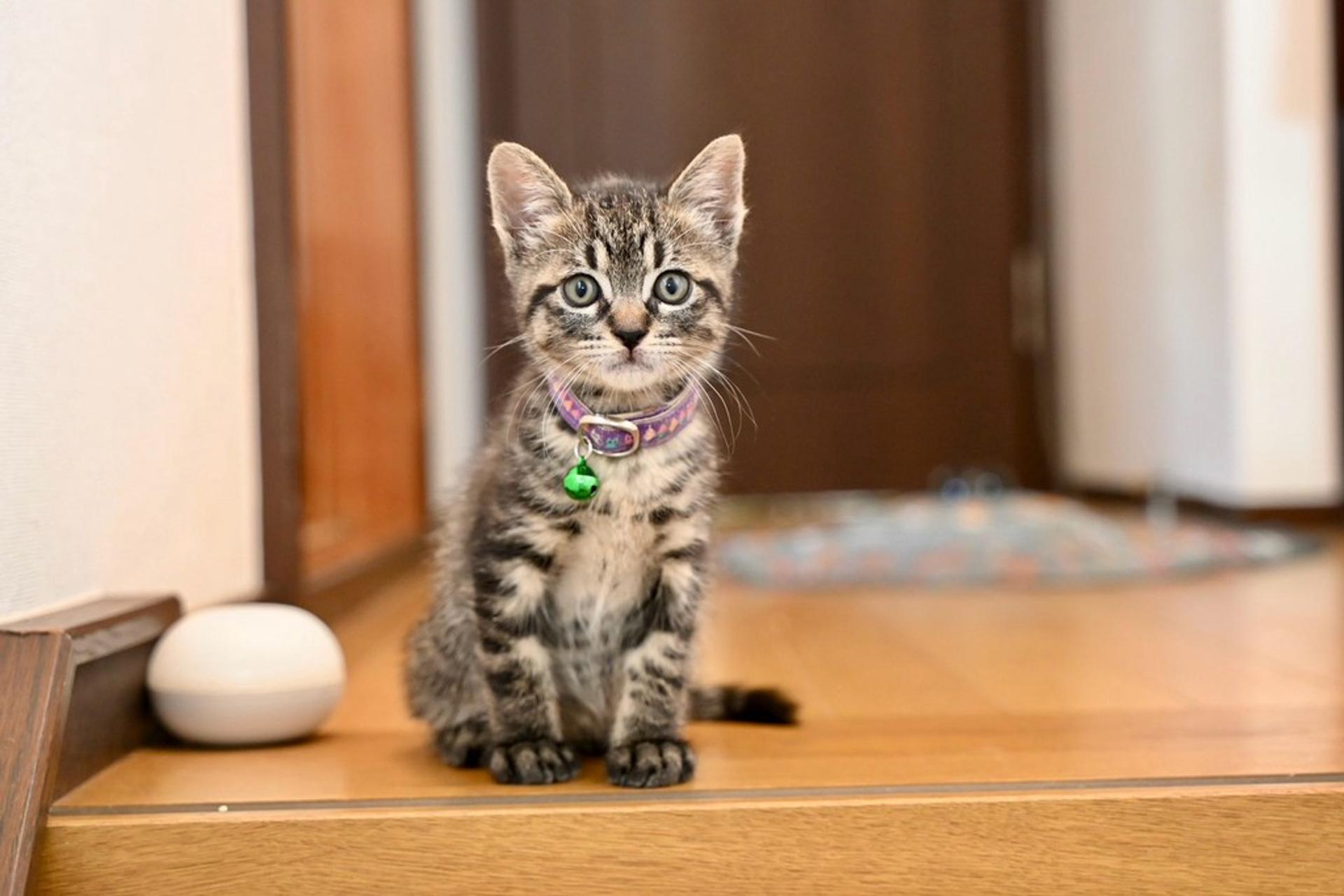 pet-image-4