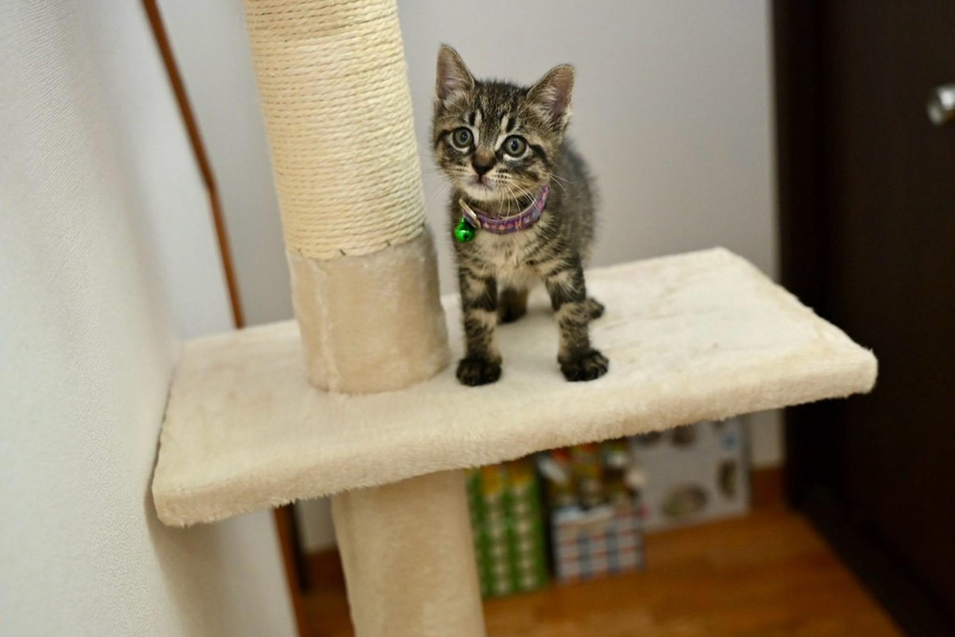 pet-image-6