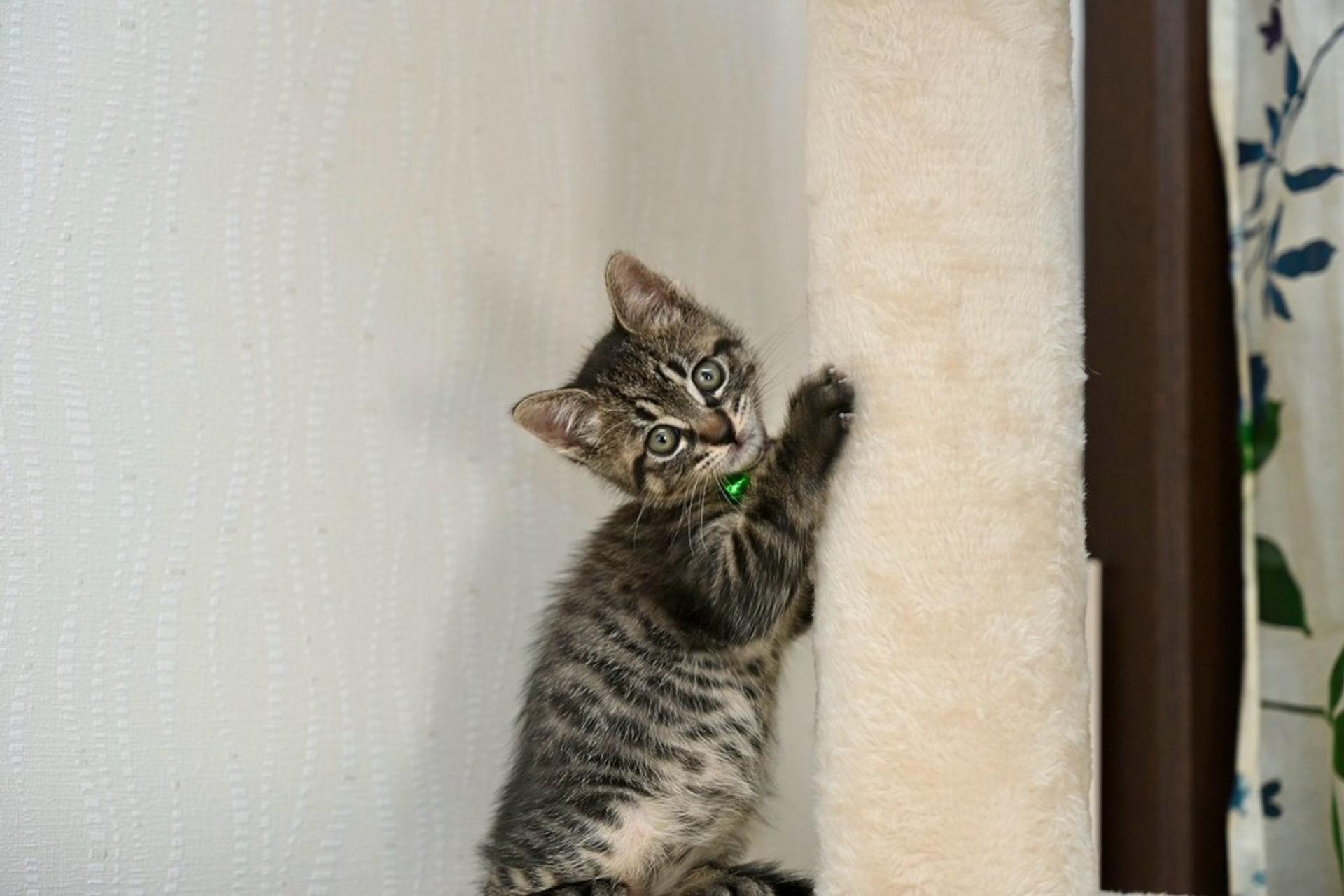 pet-image-8