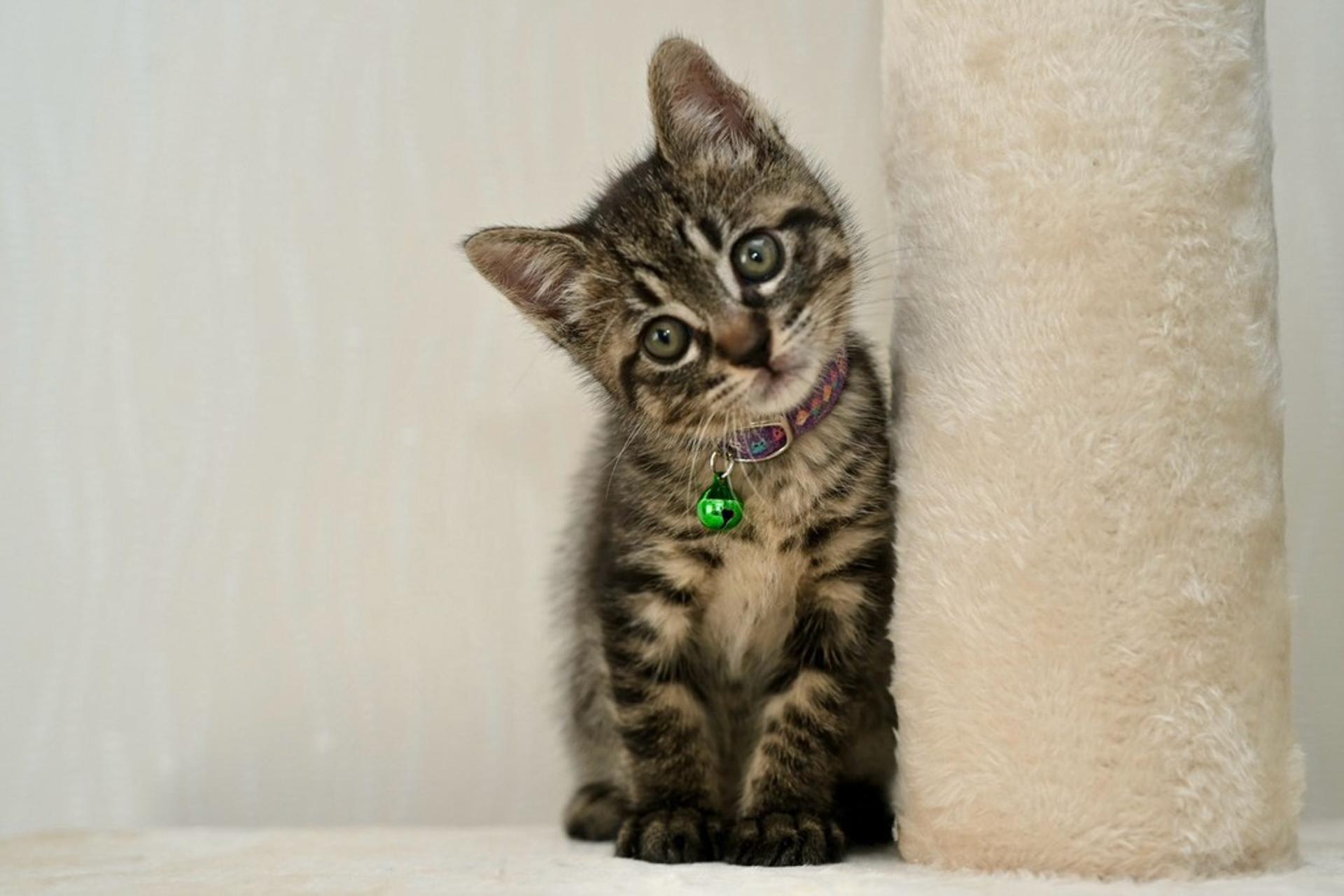 pet-image-9