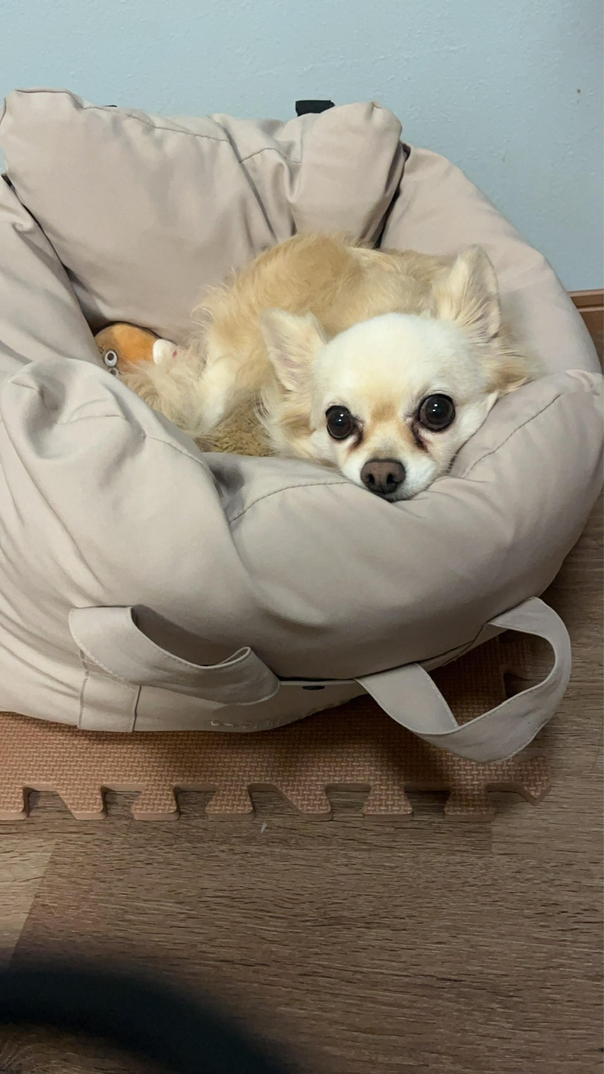 pet-image-4