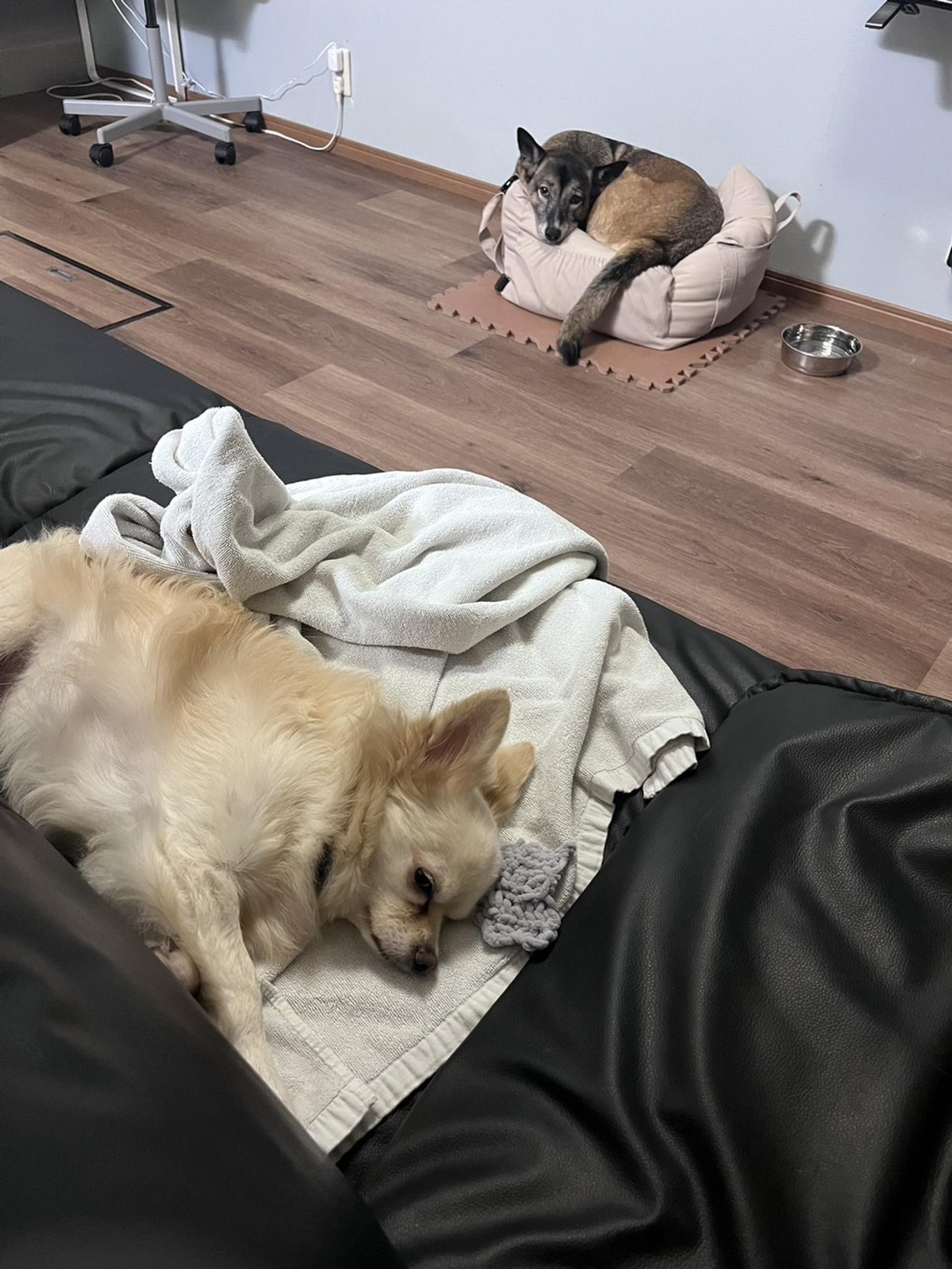 pet-image-9