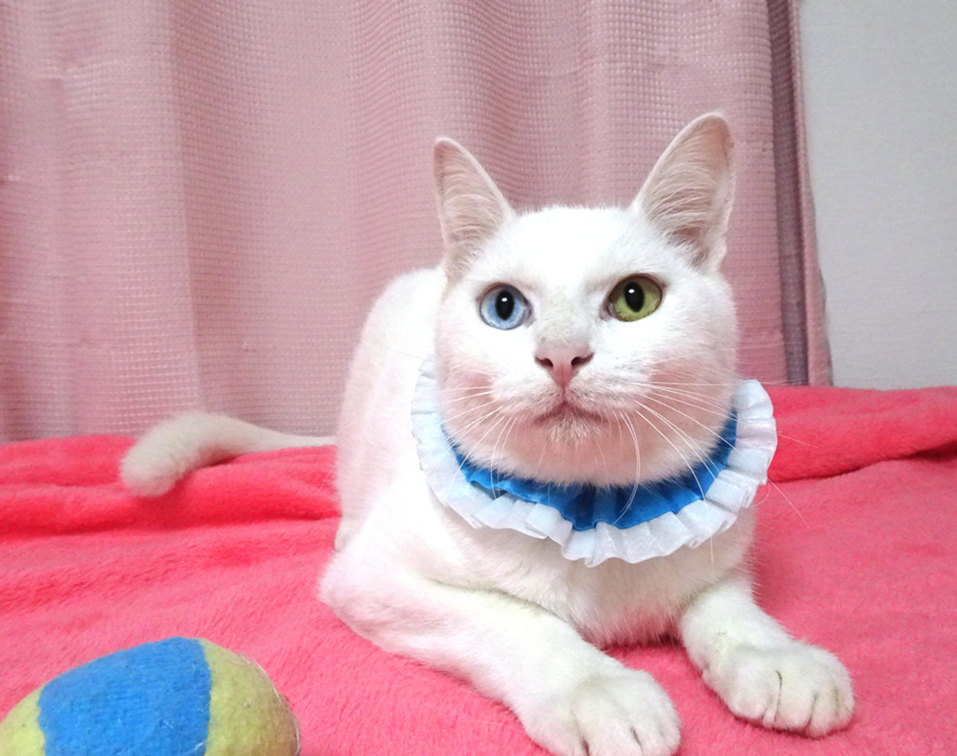 pet-image-4